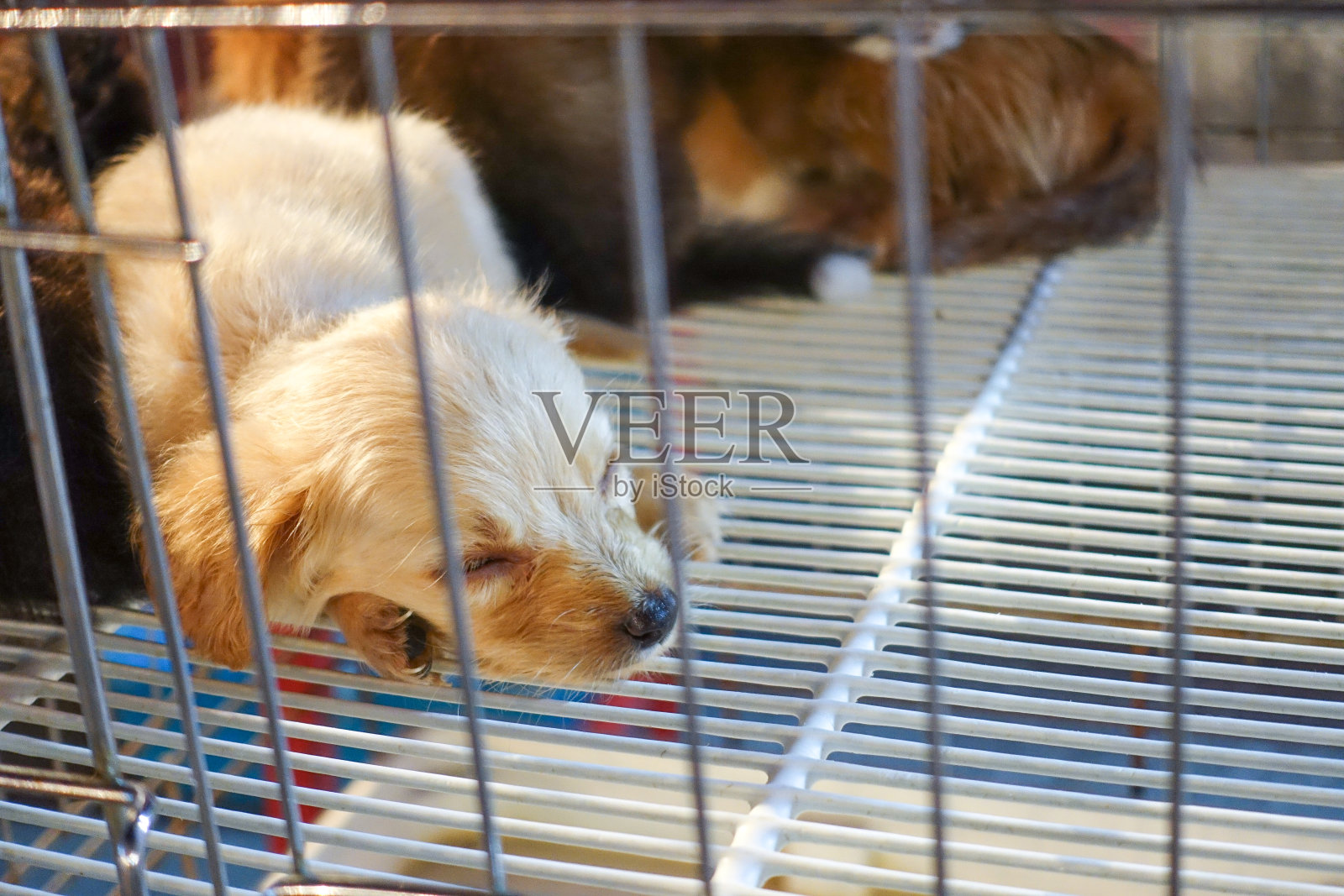 市场里笼子里的小狗。照片摄影图片