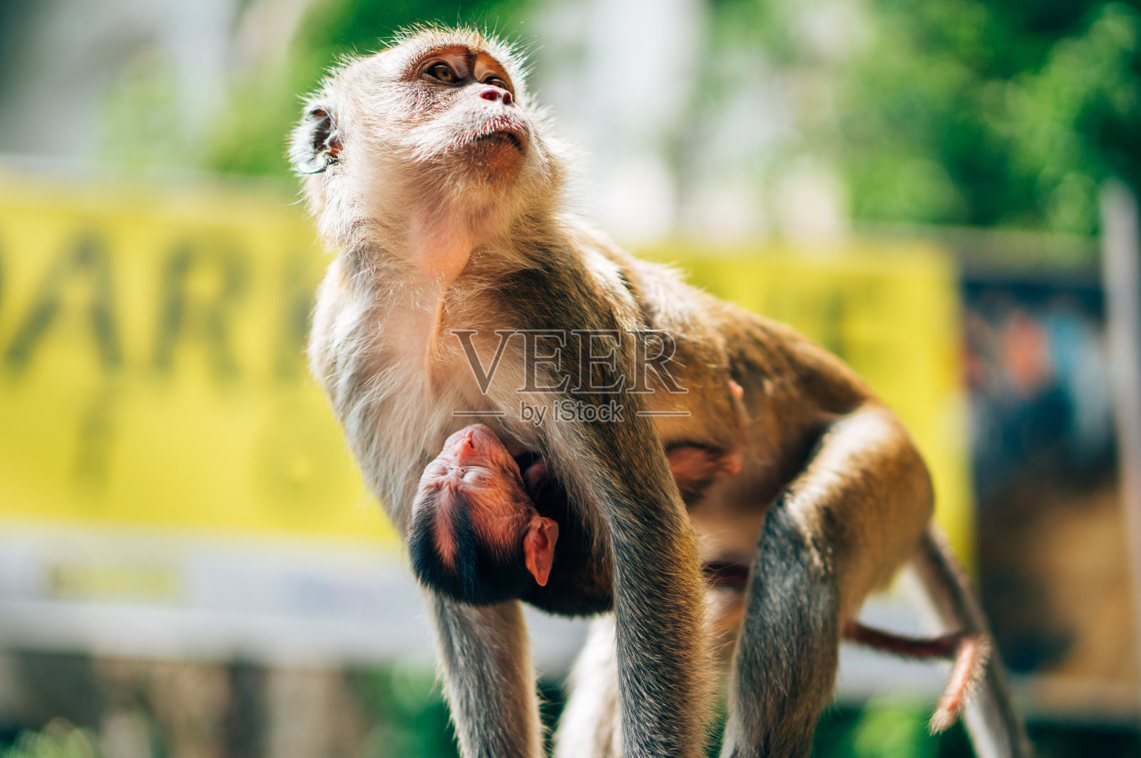猴子妈妈抱着她的孩子照片摄影图片