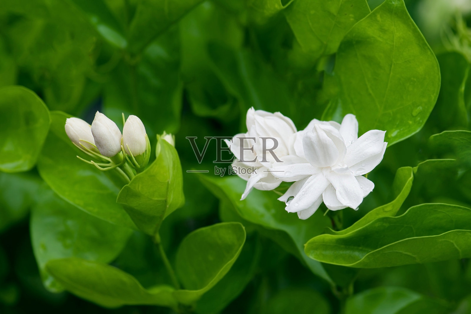 美丽的茉莉花带着叶子照片摄影图片