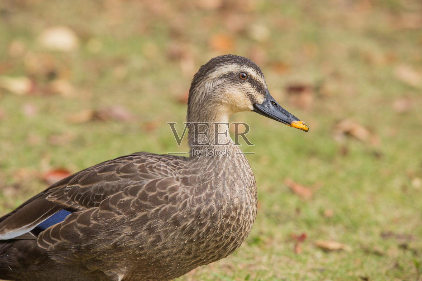 鸭子在日本照片摄影图片