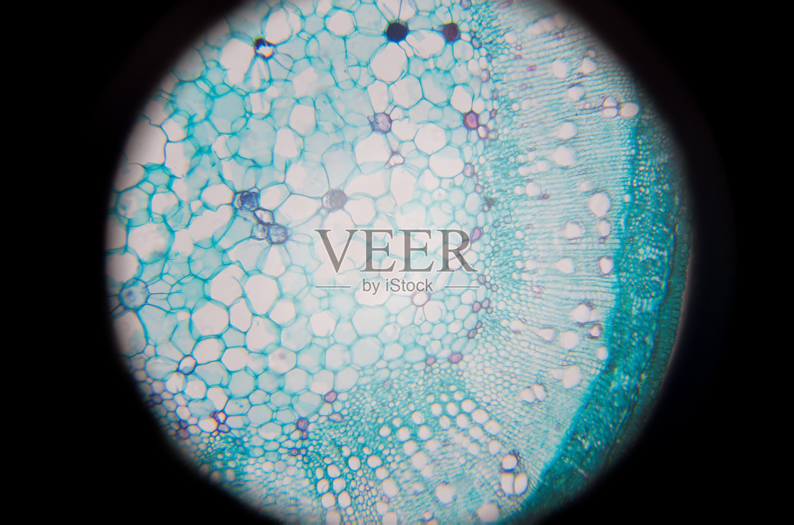 棉纤维的显微摄影横截面照片摄影图片