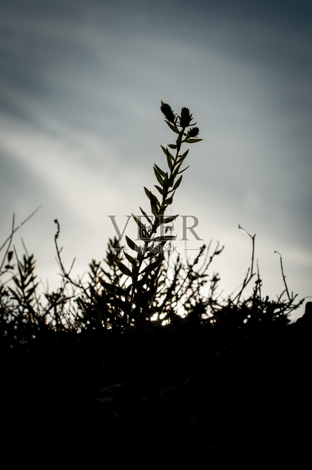 “岩茶”照片摄影图片