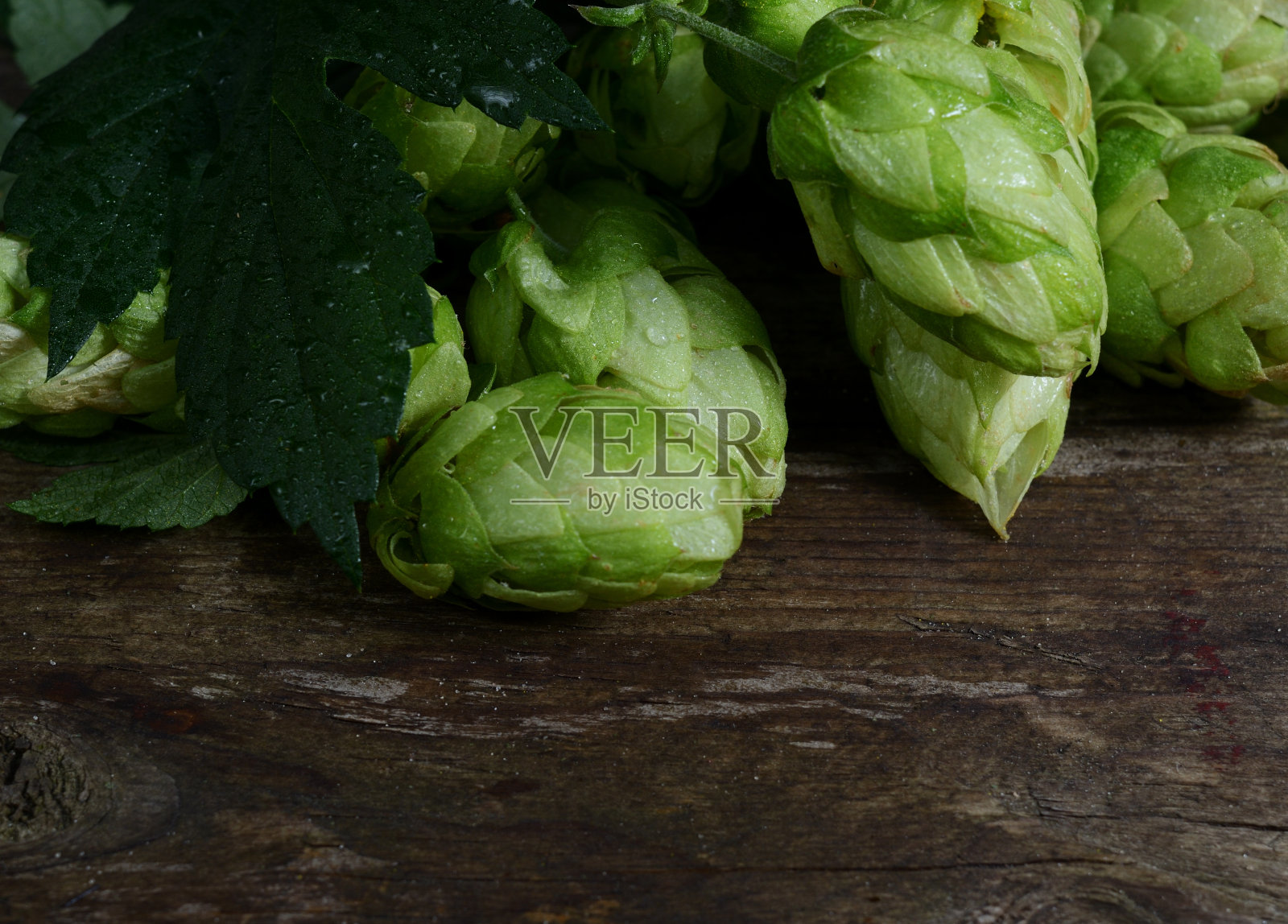 绿啤酒花球果在一个古老的木制背景。新鲜的原料照片摄影图片