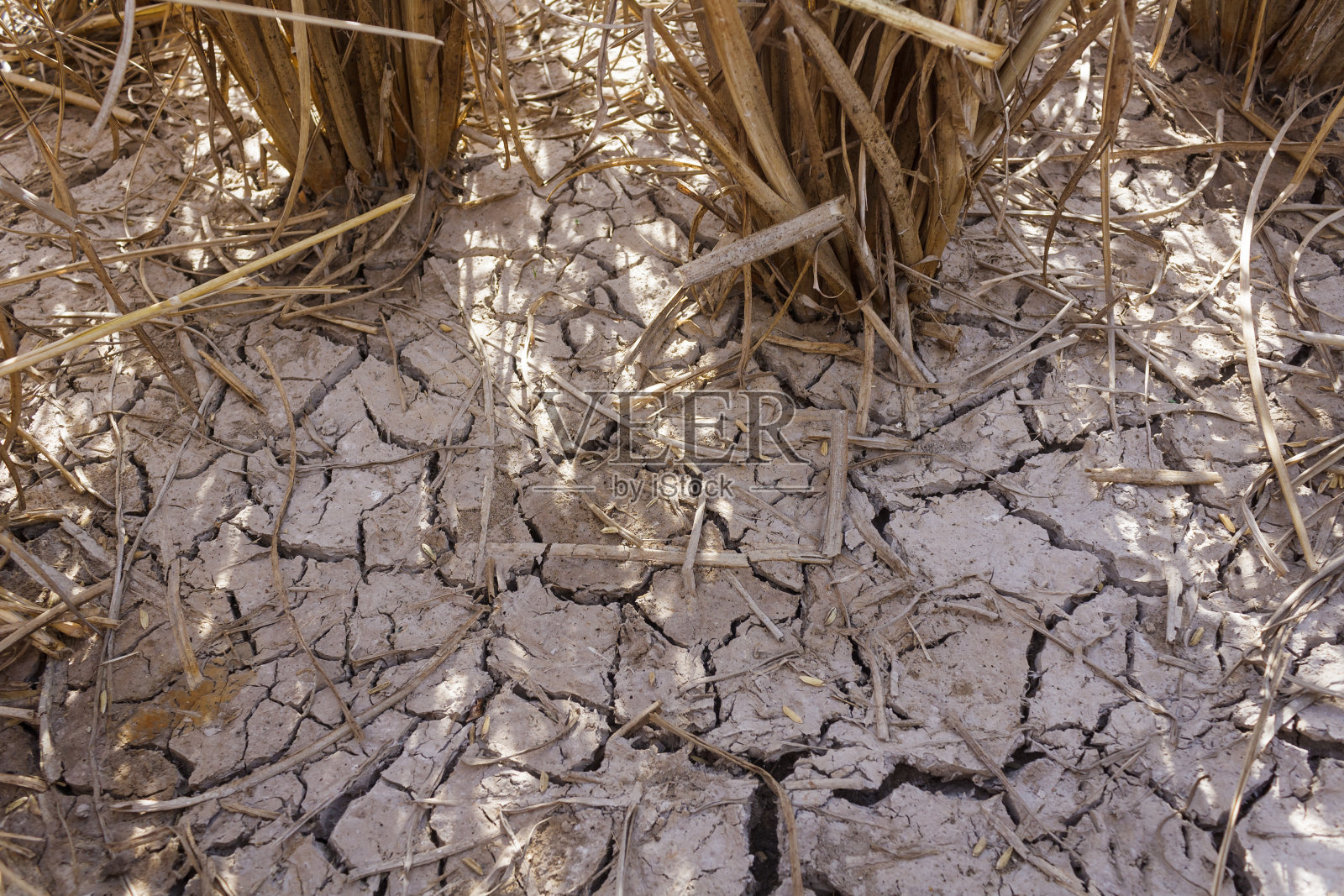 干燥枯萎的稻米照片摄影图片