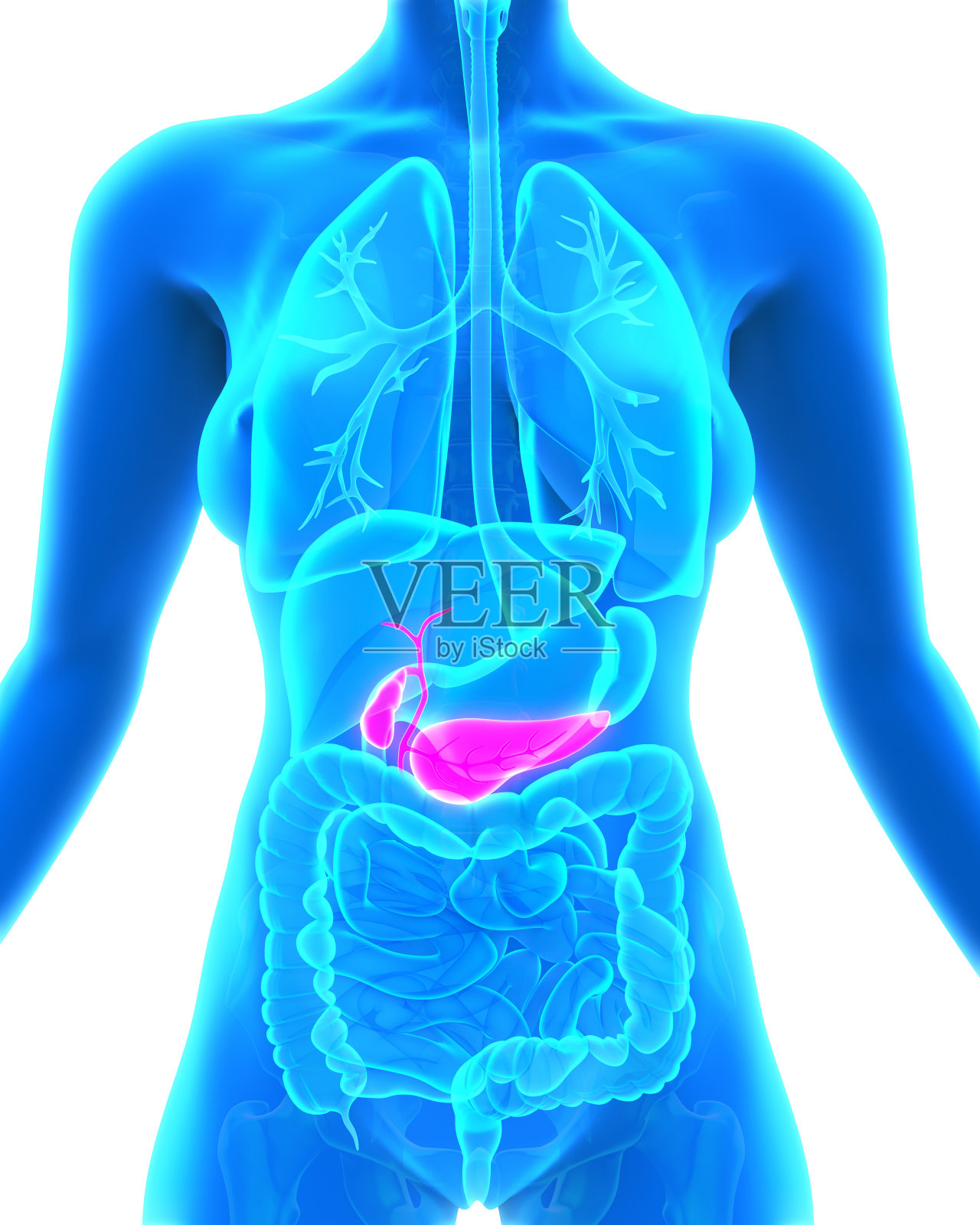 人体胆囊和胰腺解剖照片摄影图片