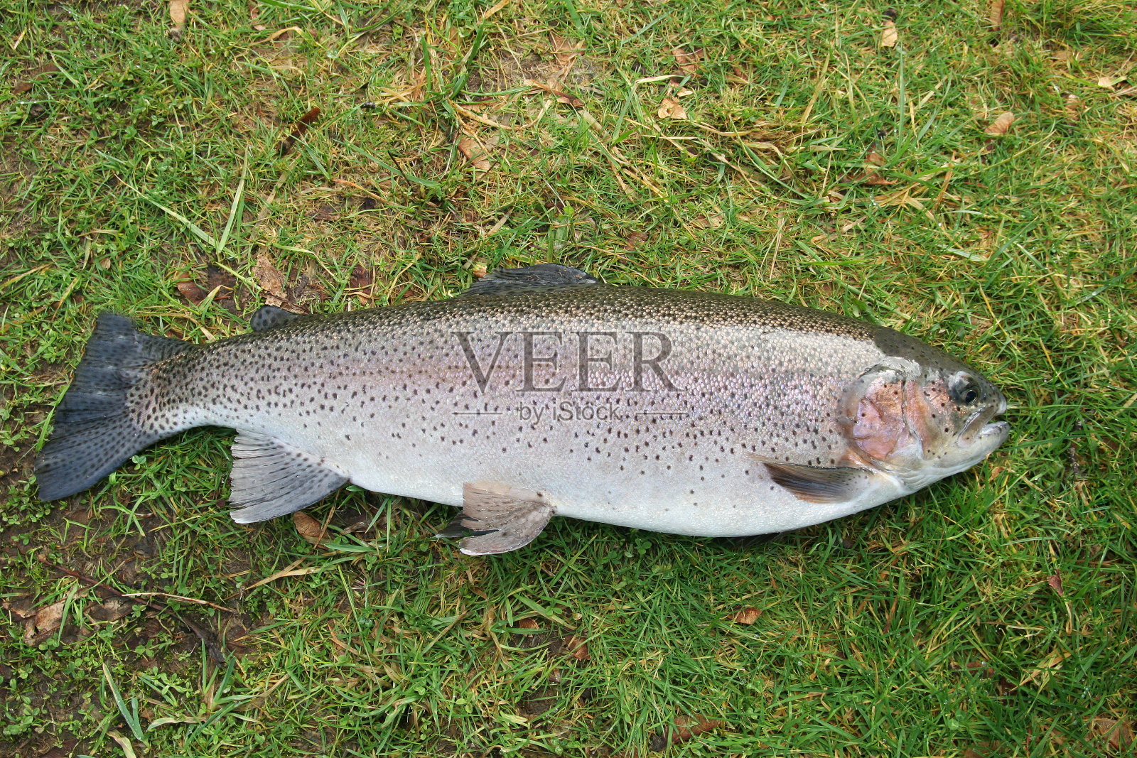 陆上大鳟鱼照片摄影图片