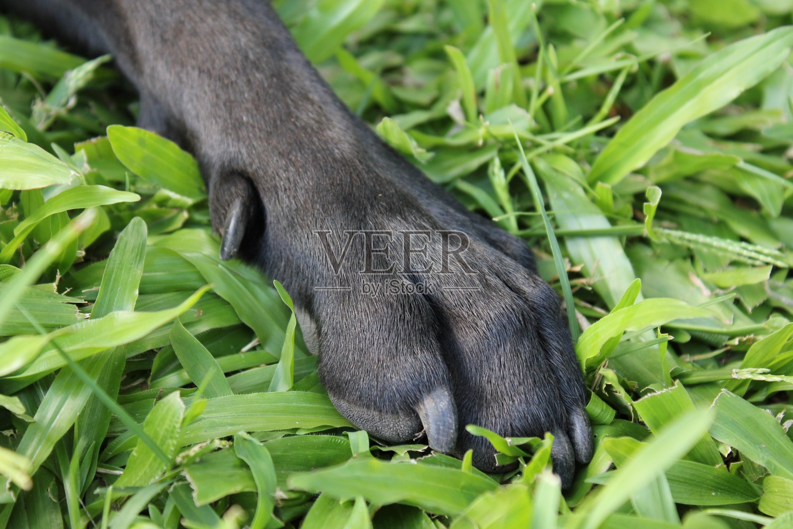 狗在草地上爪子照片摄影图片