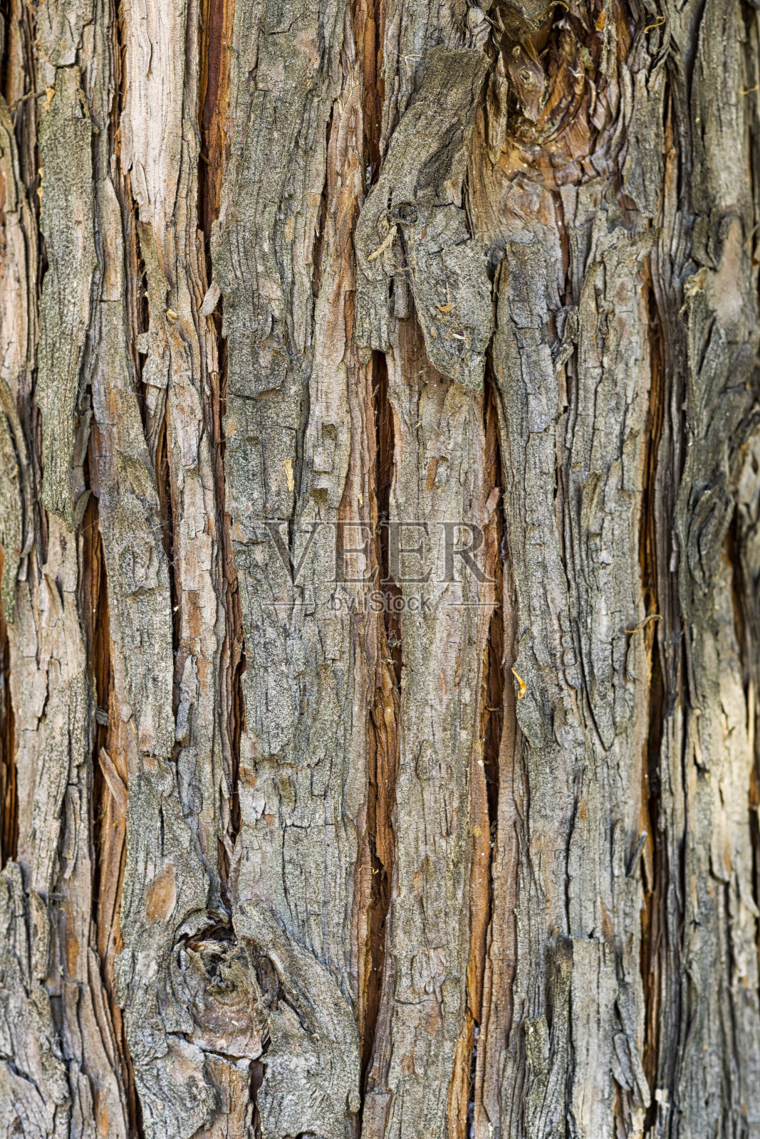 皮质树照片摄影图片