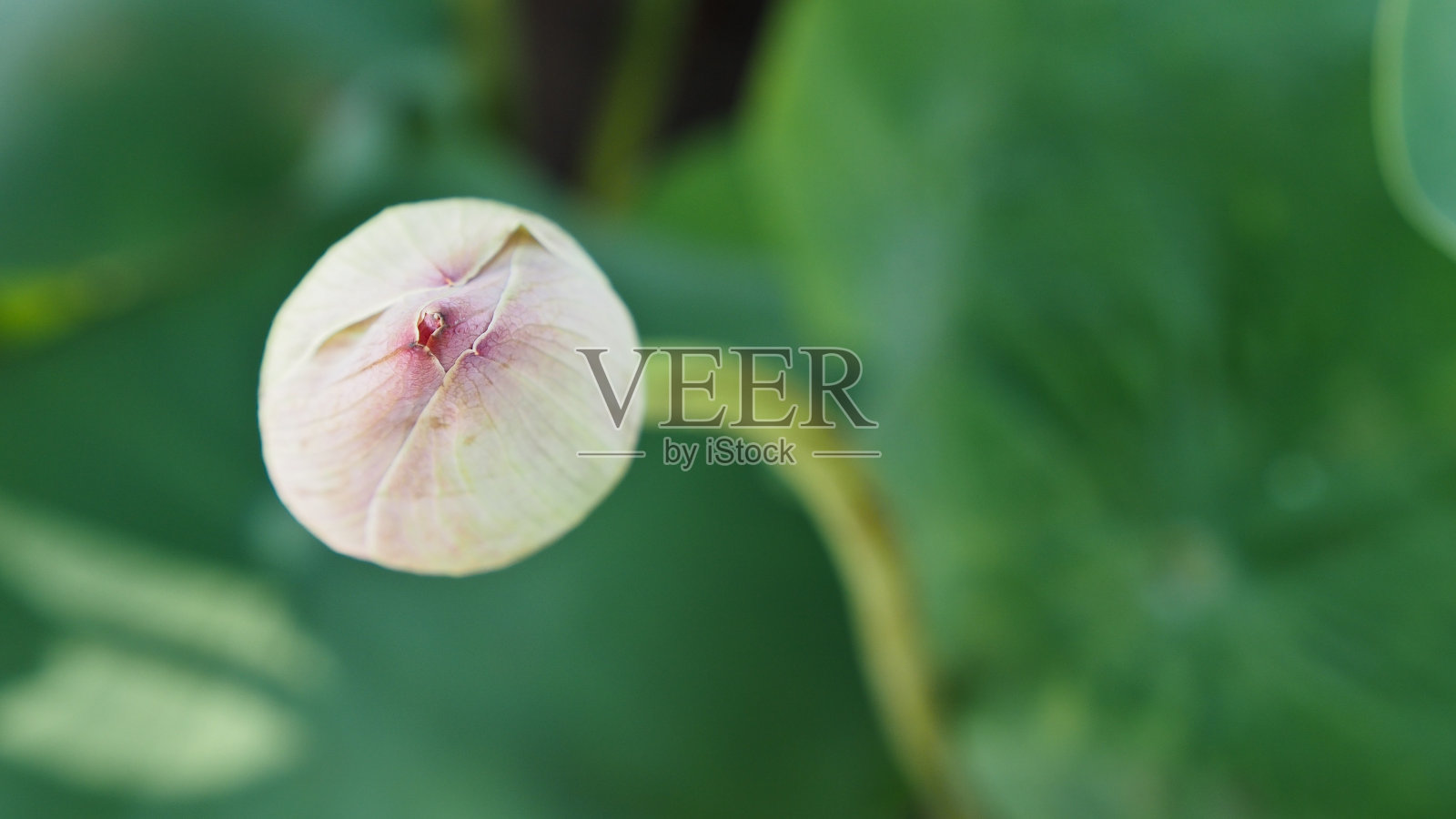 神圣的莲花照片摄影图片