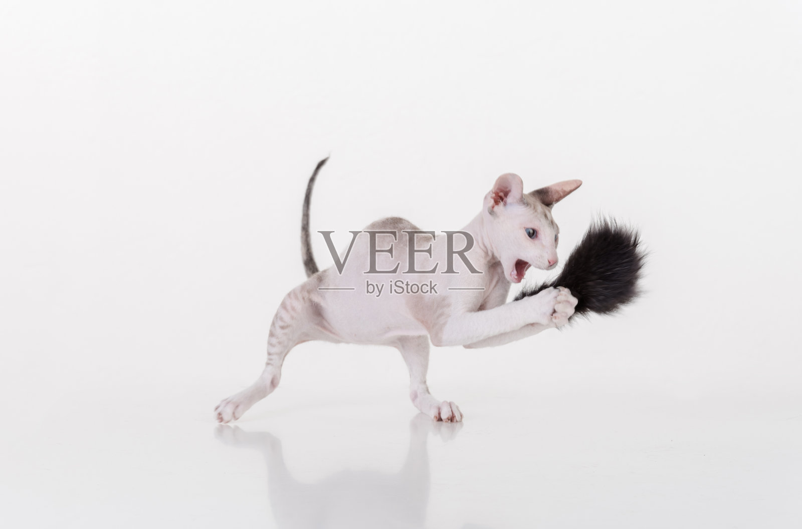 明亮的无毛非常年轻彼得秃头斯芬克斯猫在白色的桌子上照片摄影图片