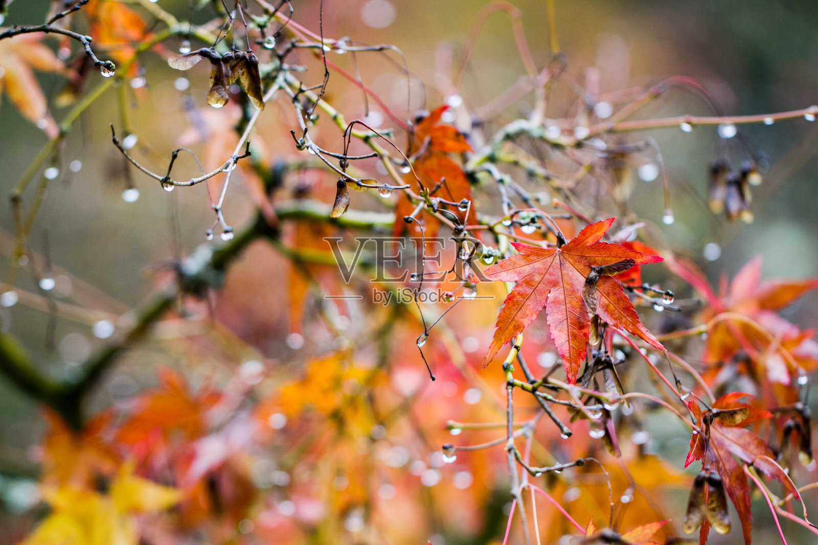 多雨的叶子照片摄影图片