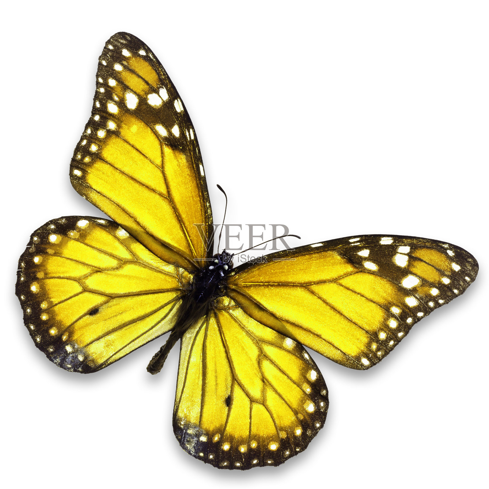 黄色的蝴蝶照片摄影图片