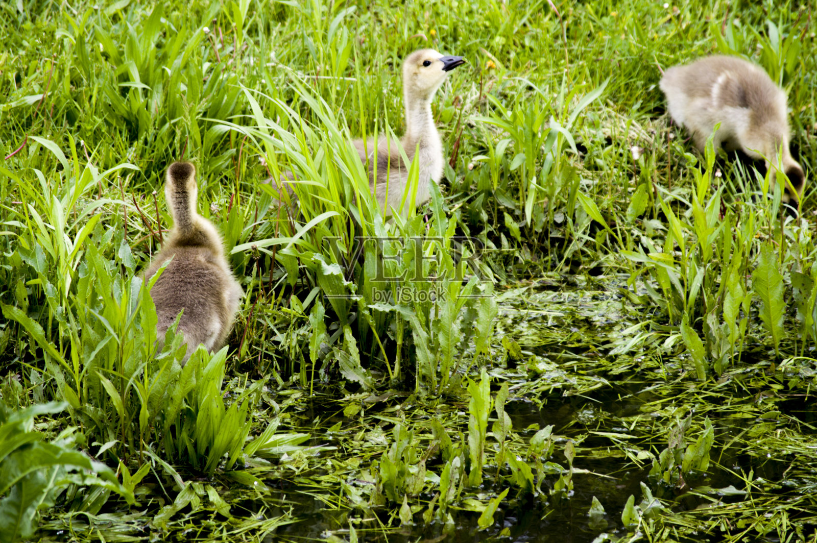 野鹅森林保护美国伊利诺斯州得斯平原河照片摄影图片