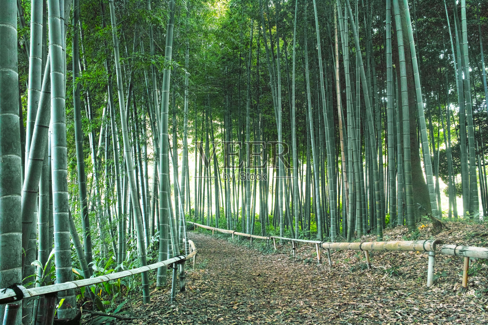 竹林照片摄影图片