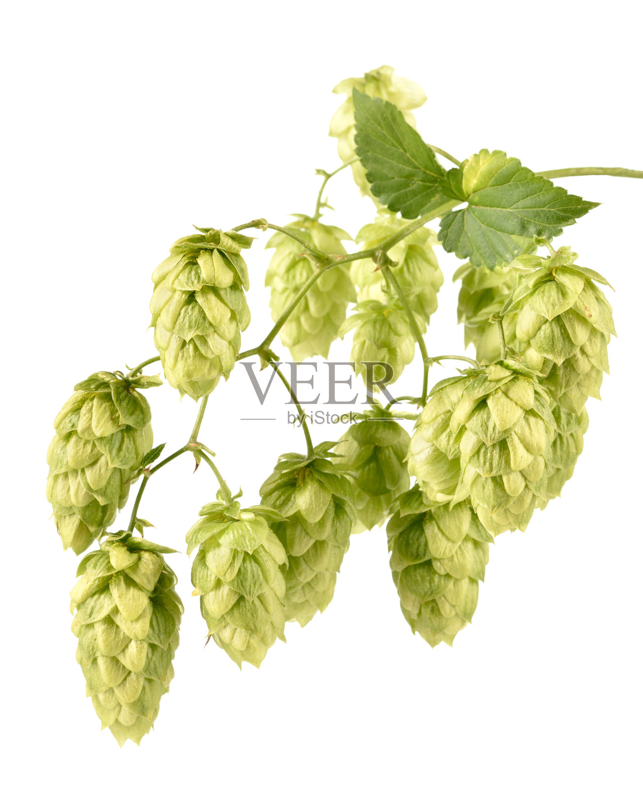 在白色背景上分离的啤酒花。照片摄影图片