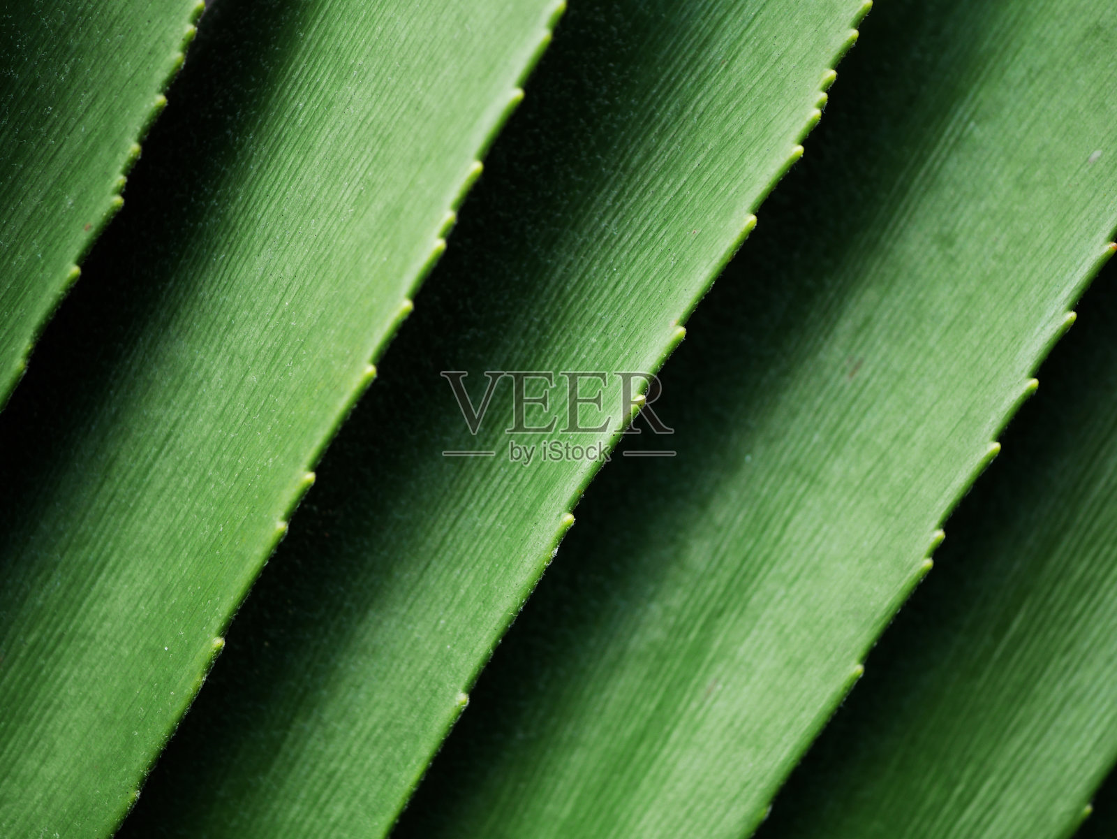 美丽的棕榈叶背景照片摄影图片