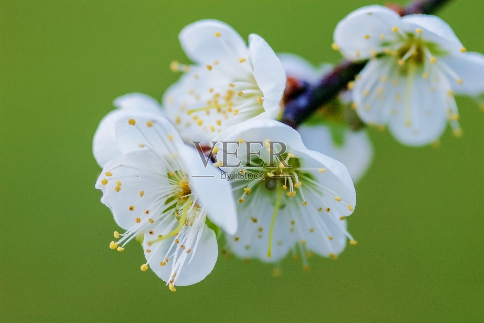 和家里李子照片摄影图片