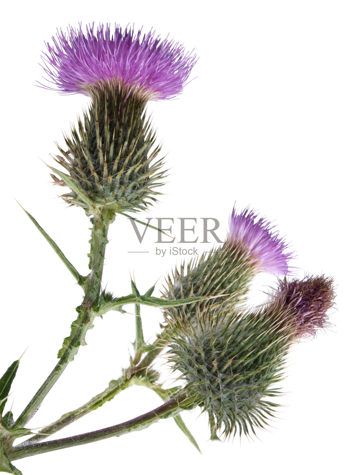 蓟照片摄影图片