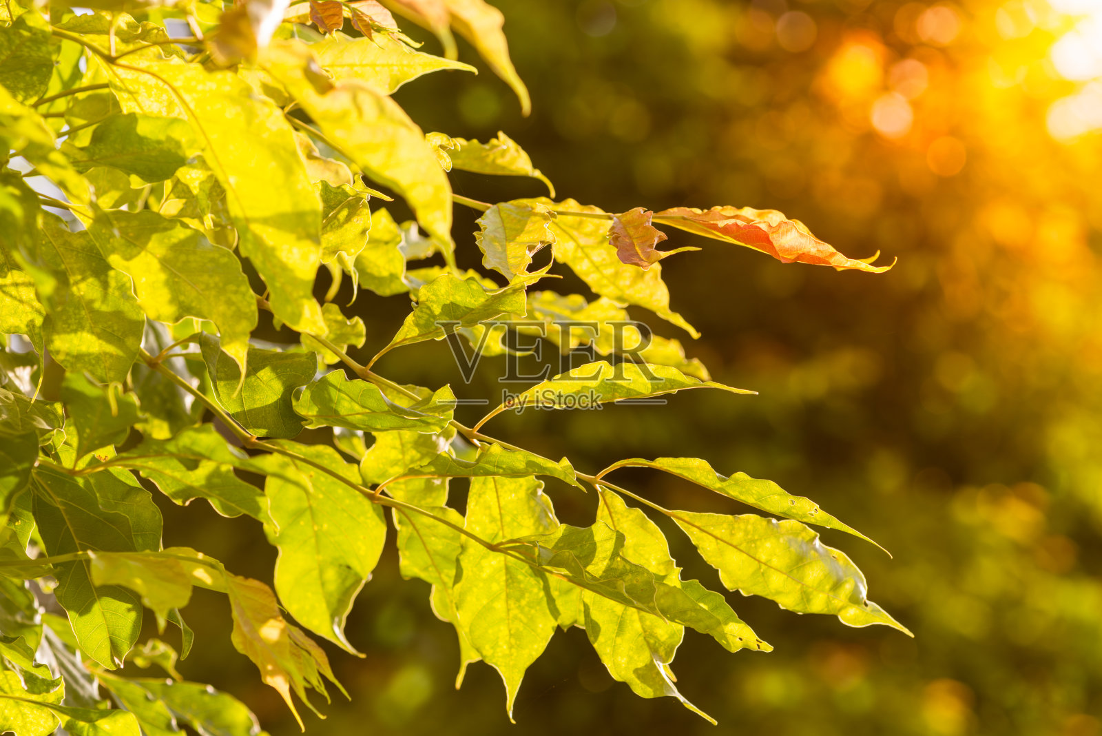 绿叶金色的光和早晨的阳光照片摄影图片