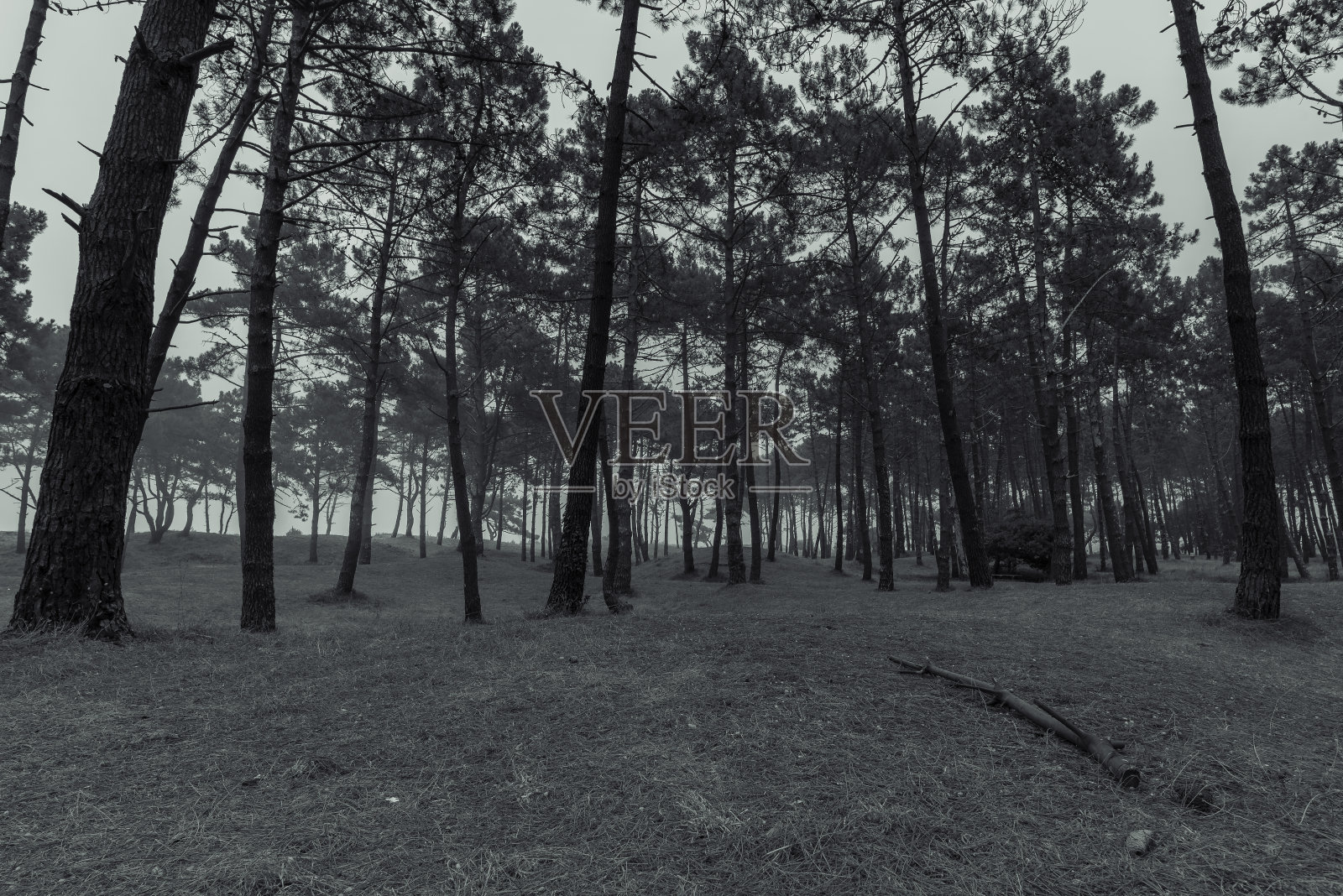 松林。照片摄影图片