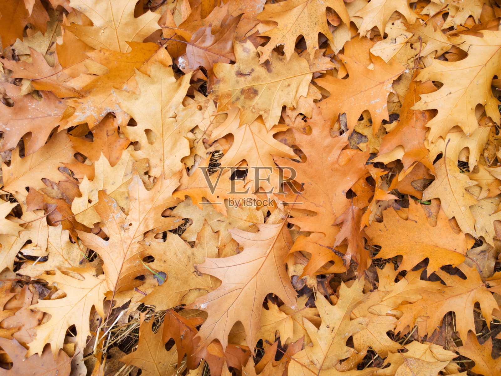 秋叶之静美。照片摄影图片