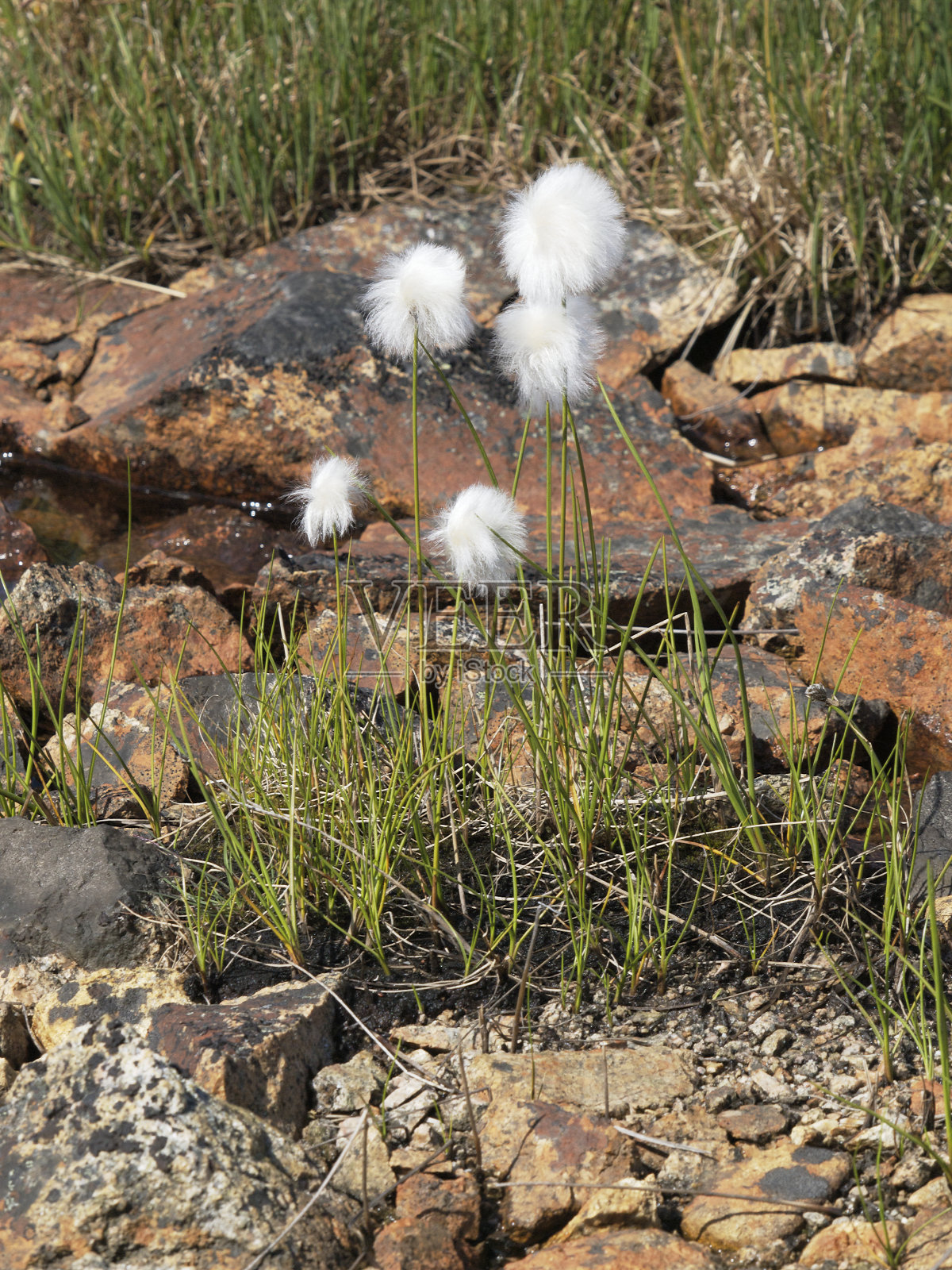 格陵兰贫瘠的土地上生长着棉花草照片摄影图片