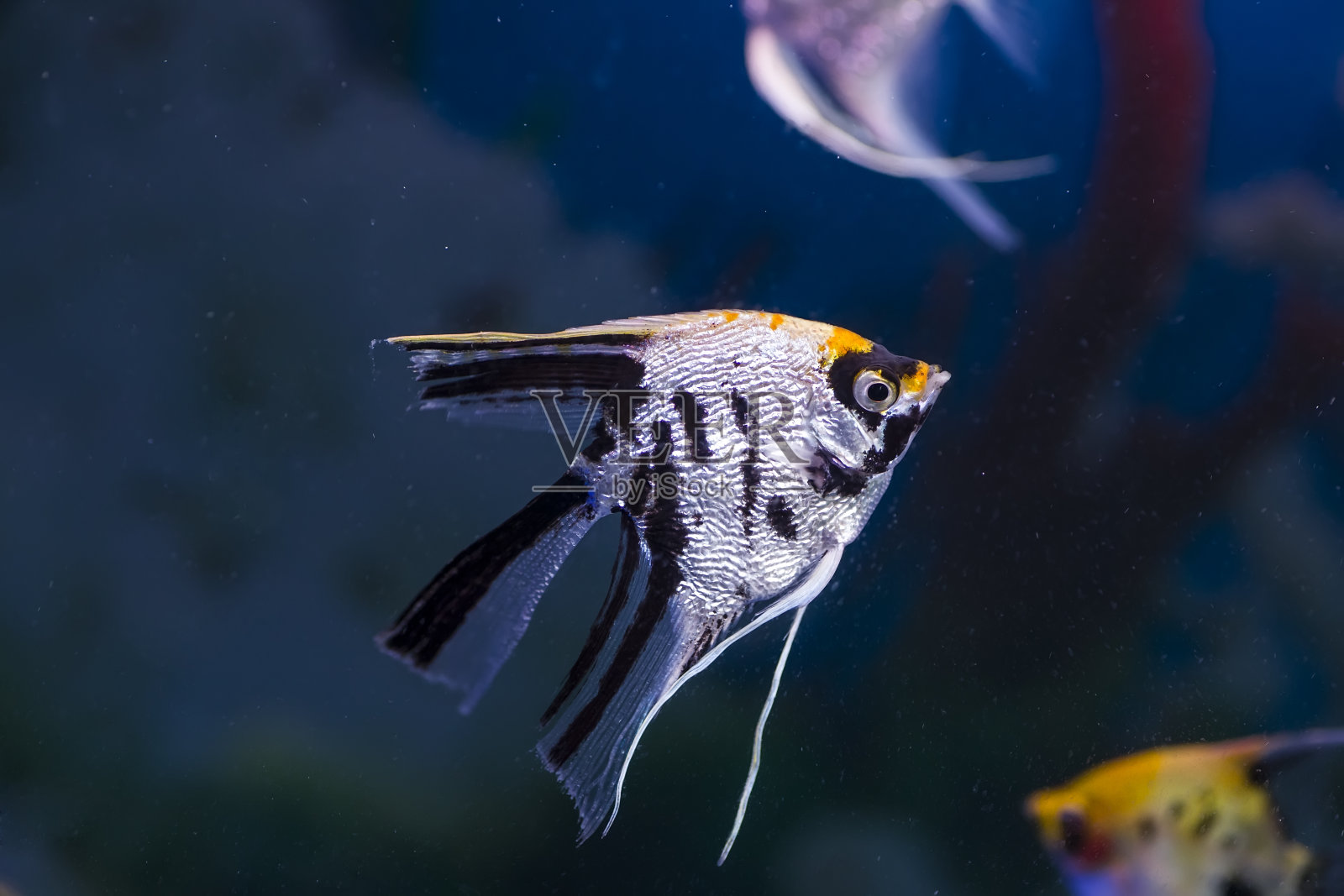 热带鱼照片摄影图片