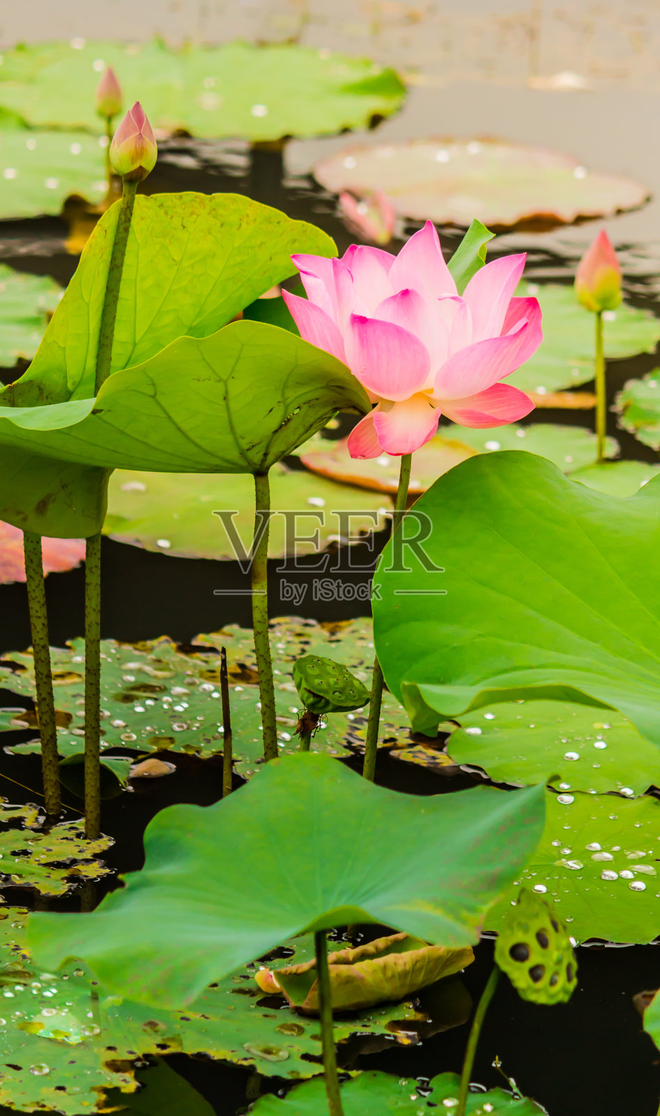 池塘里美丽的粉红色荷花。照片摄影图片