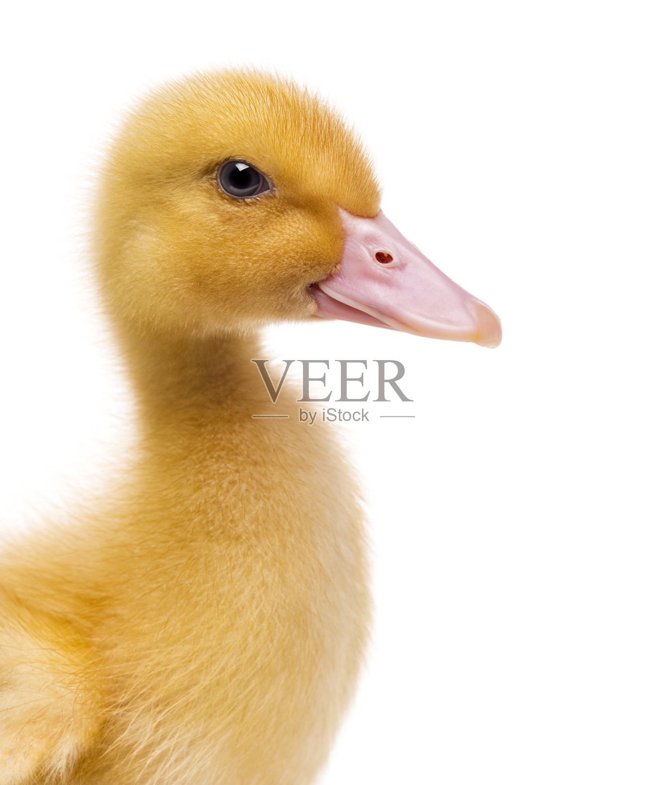特写的小鸭子(7天大)孤立在白色照片摄影图片