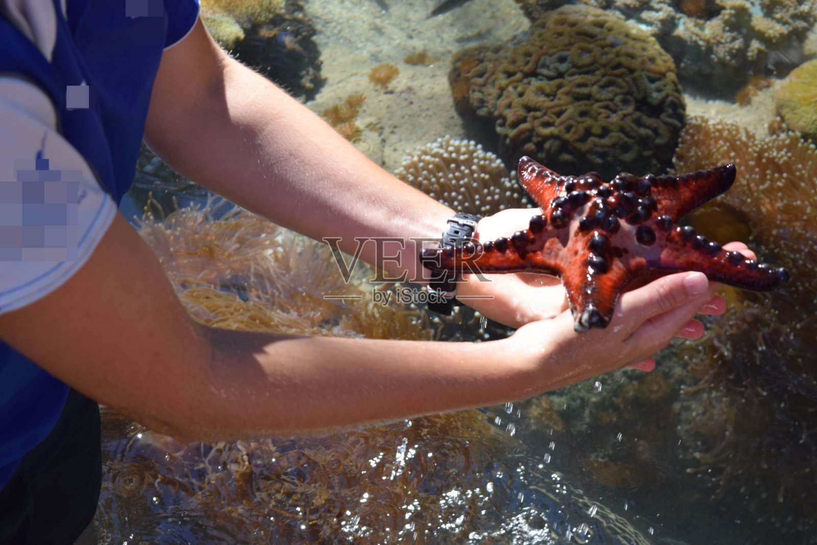 手捧大海星照片摄影图片