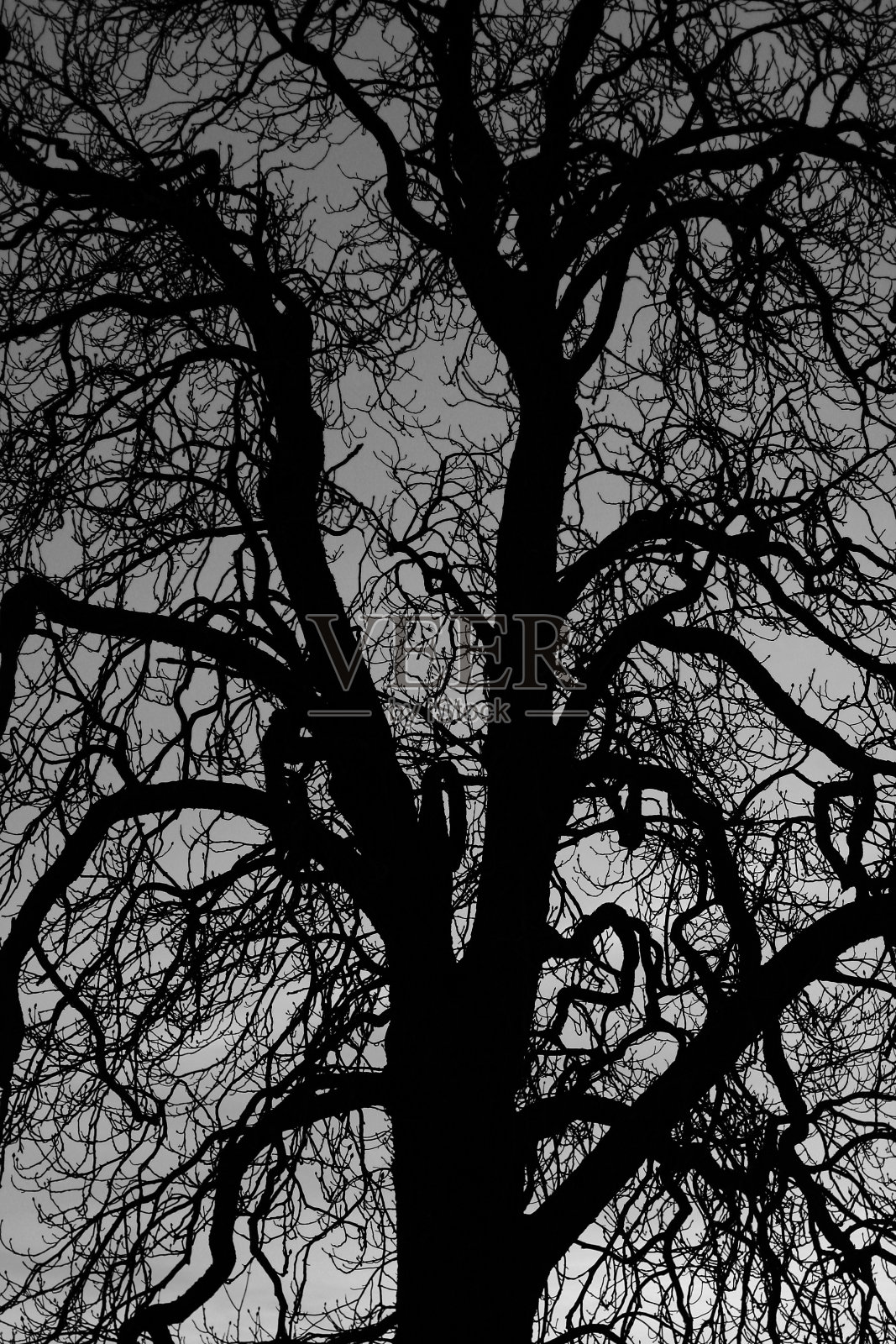 夕阳下的秃老树照片摄影图片