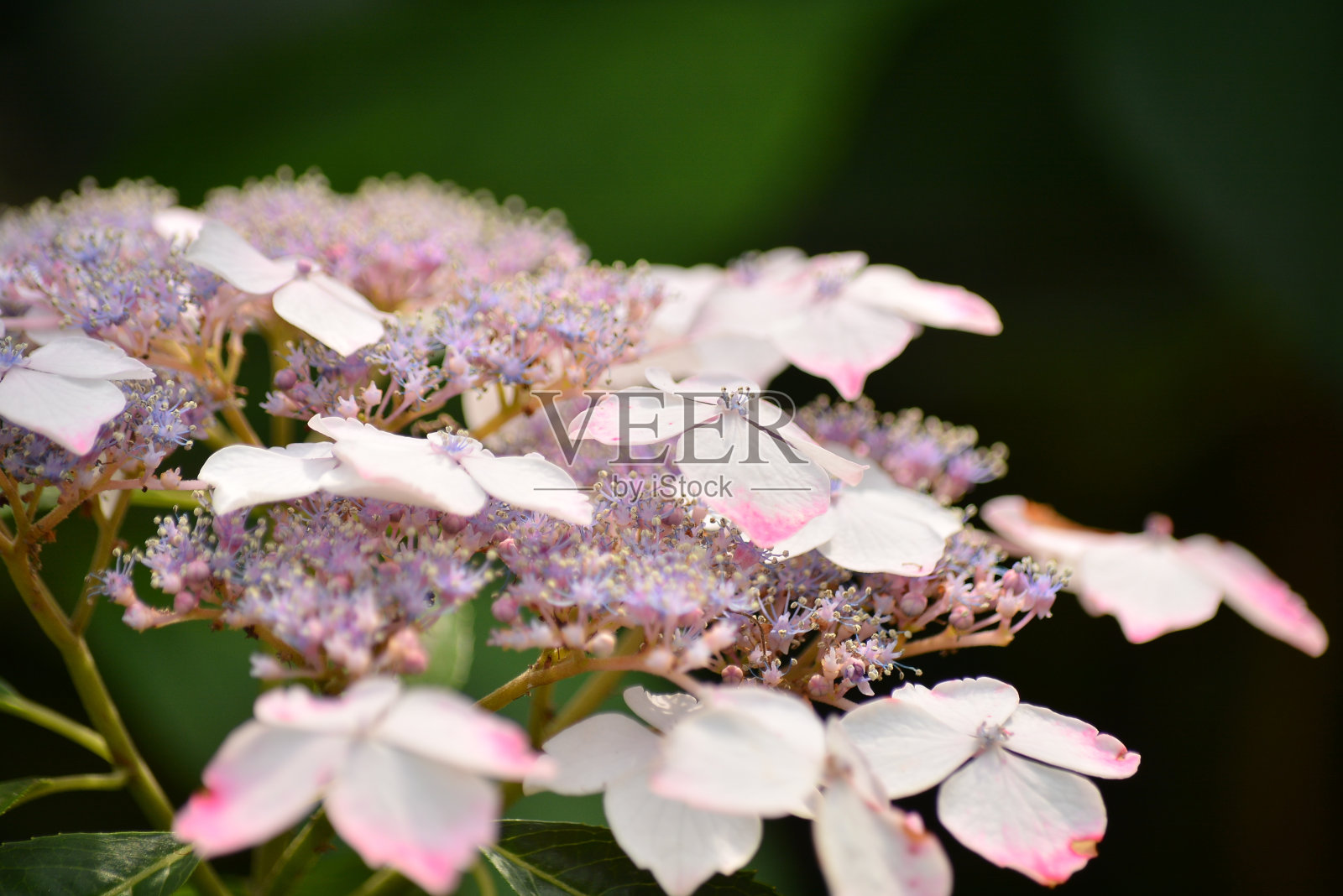绣球花照片摄影图片