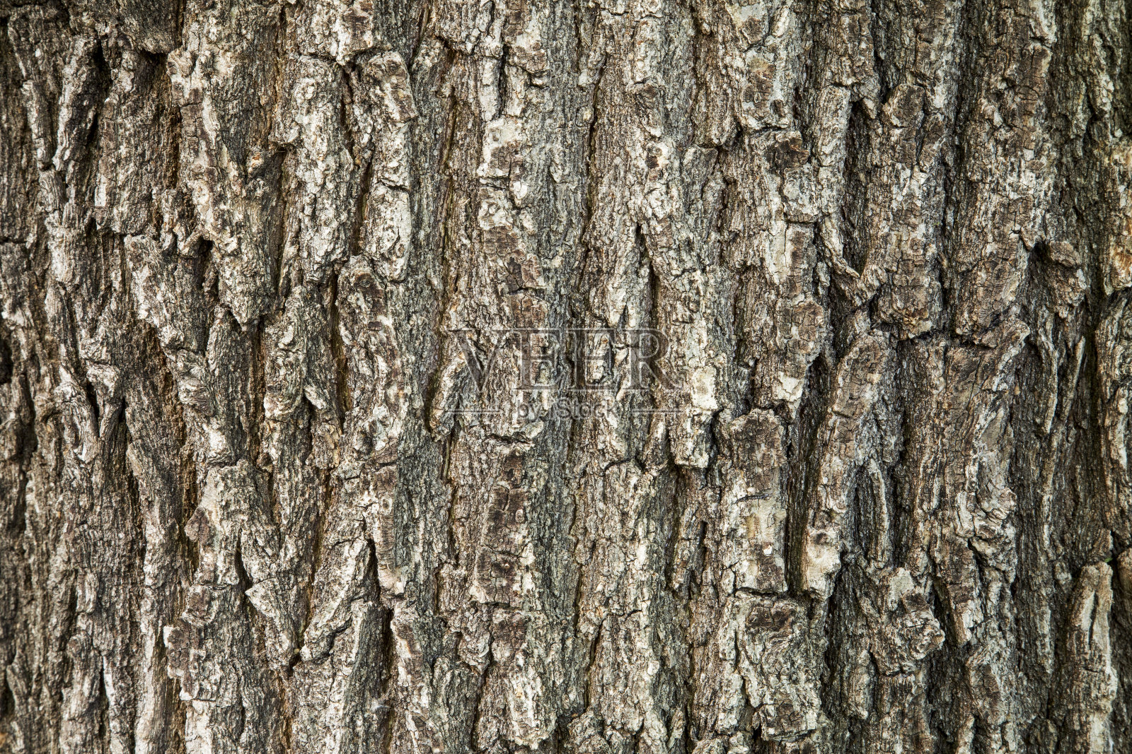 橡树皮纹理照片摄影图片