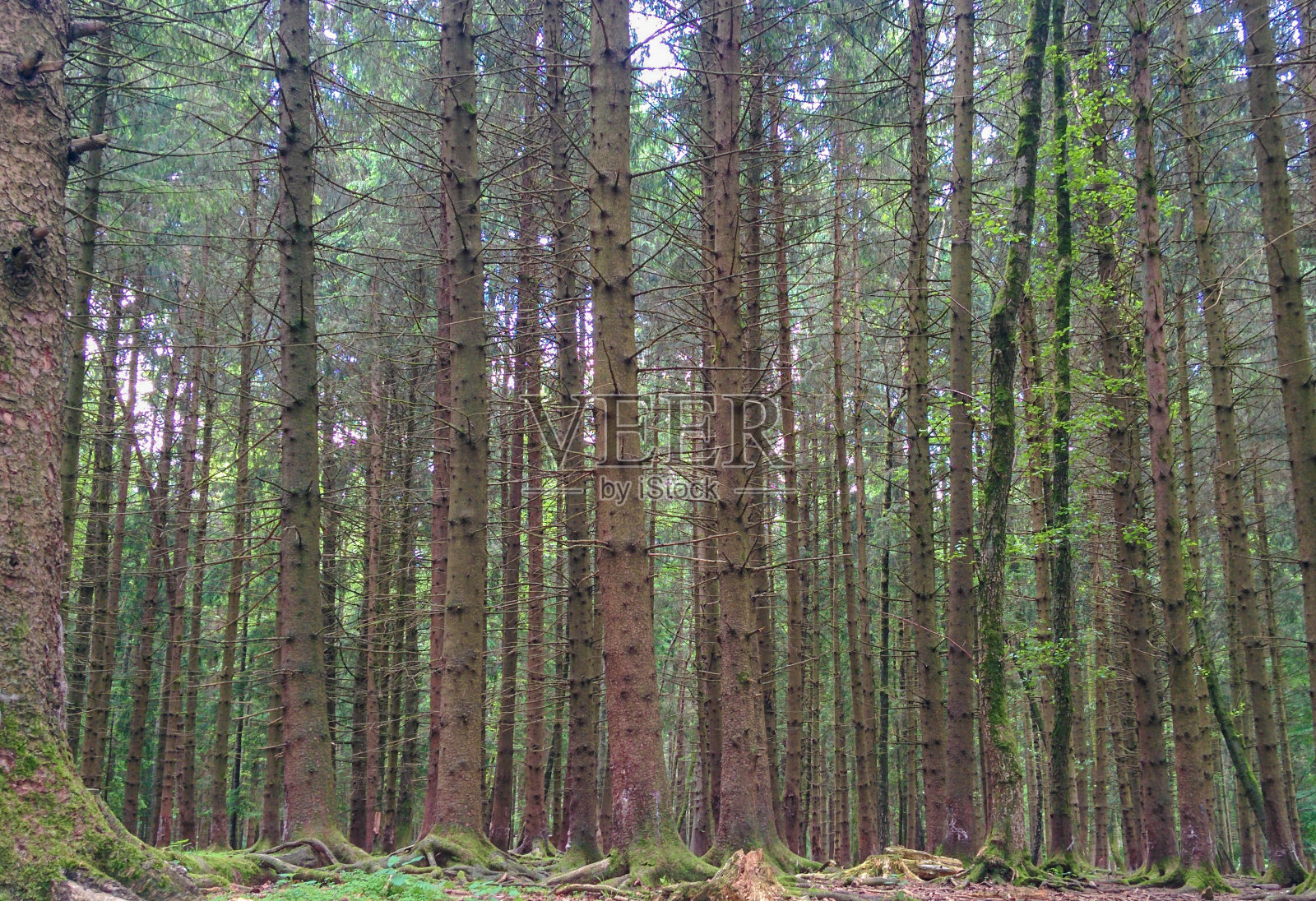 森林照片摄影图片