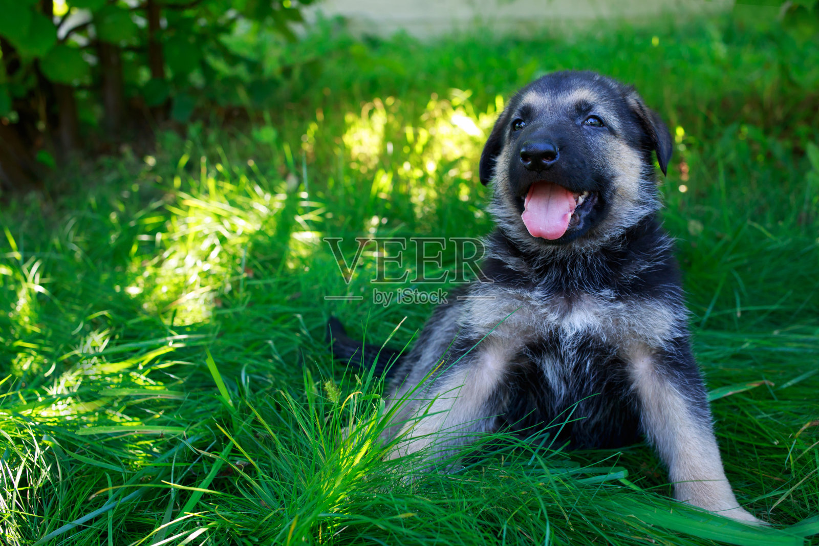 小狗品种德国牧羊犬照片摄影图片