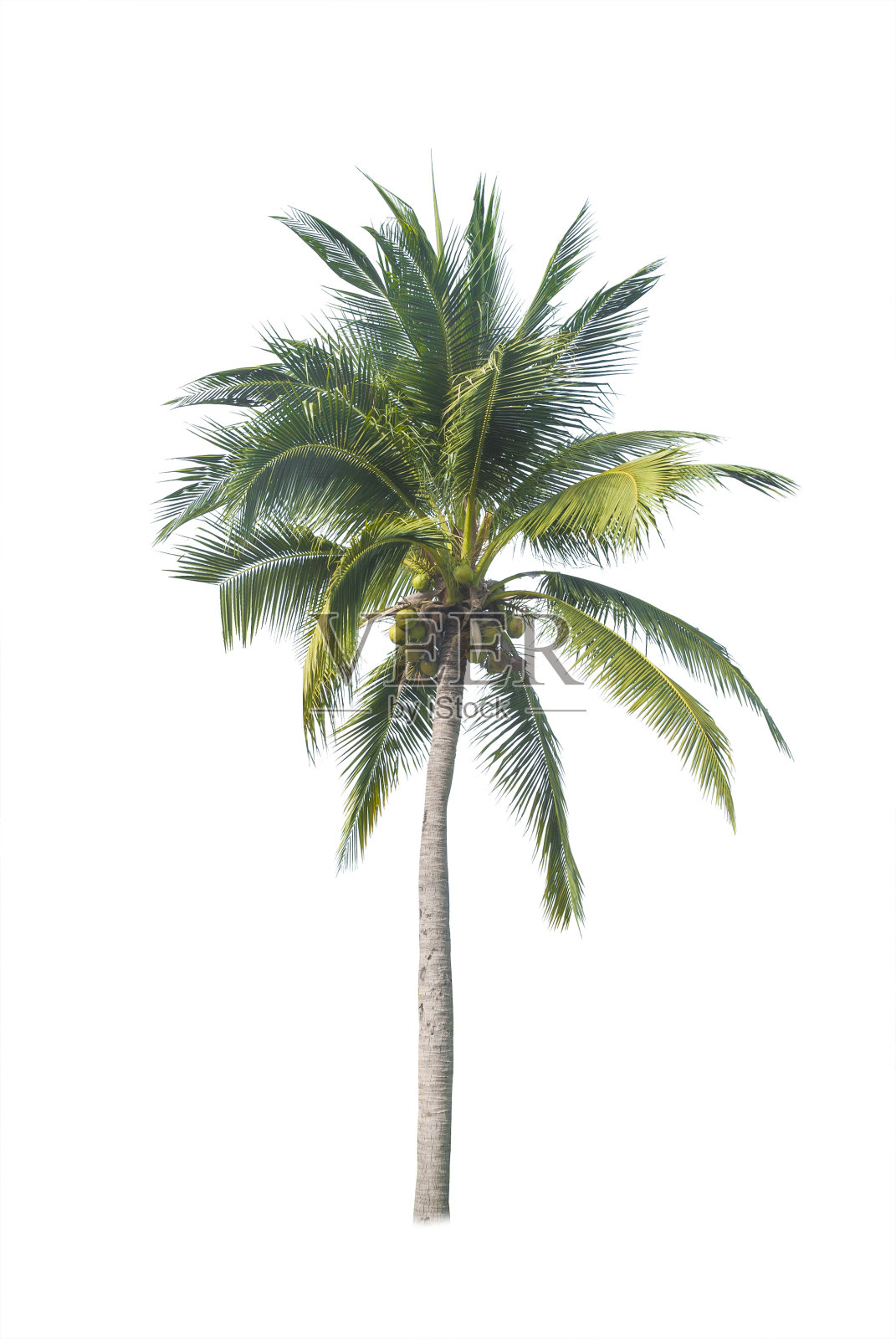 亚洲的树木孤立在白色背景上照片摄影图片