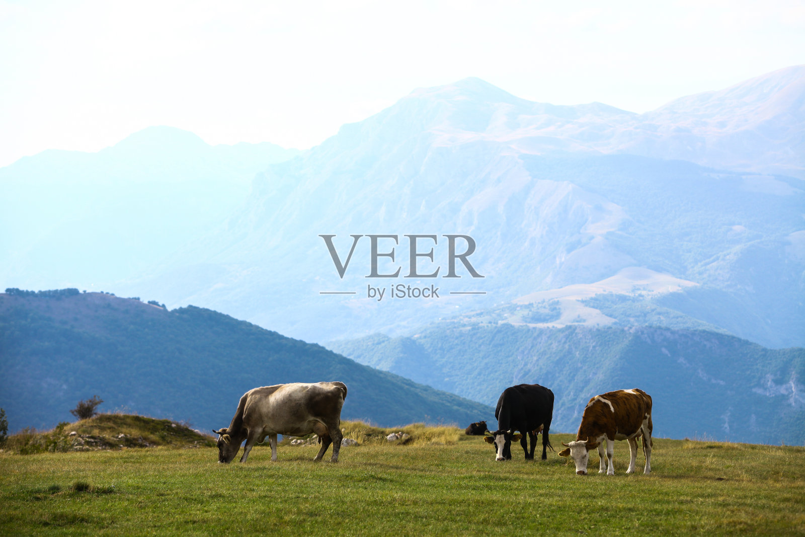 田野里的奶牛照片摄影图片