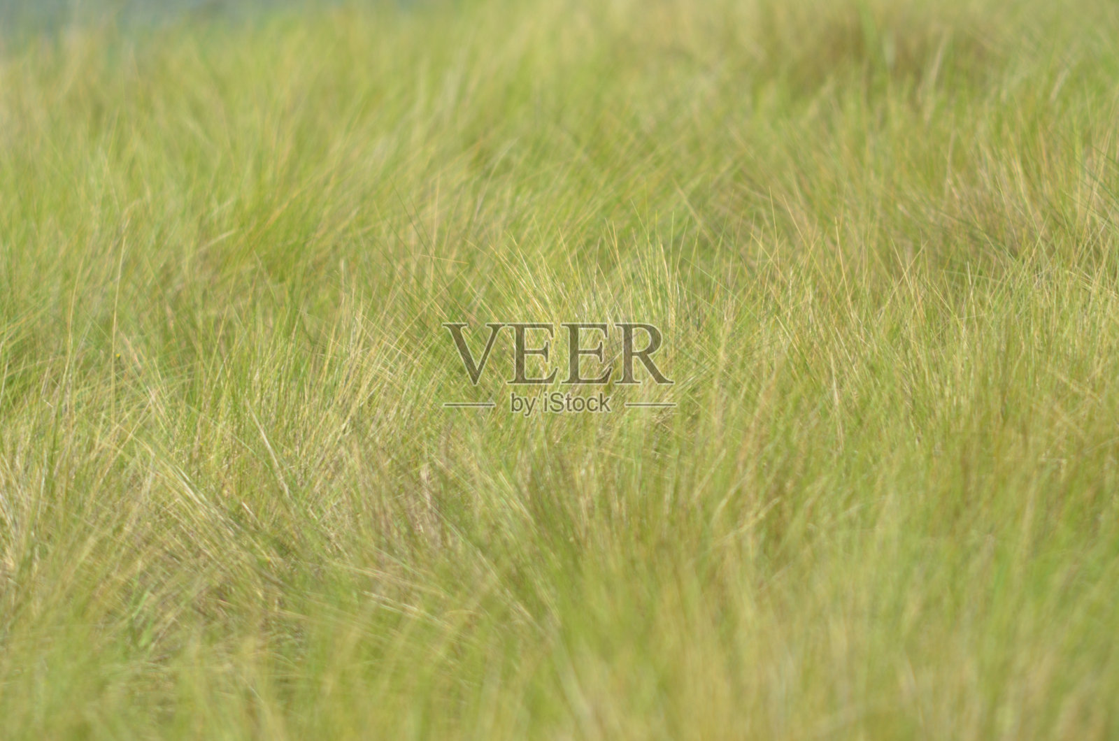 一簇簇高而粗的草,随意指向不同的方向照片摄影图片