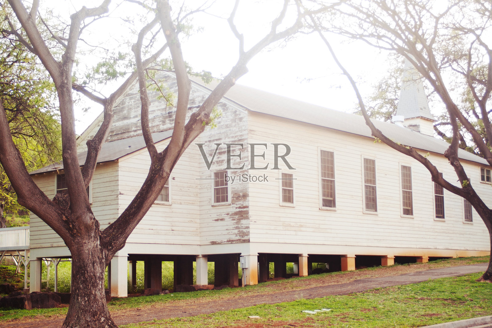 古老的白色教堂阳光树自然路径照片摄影图片