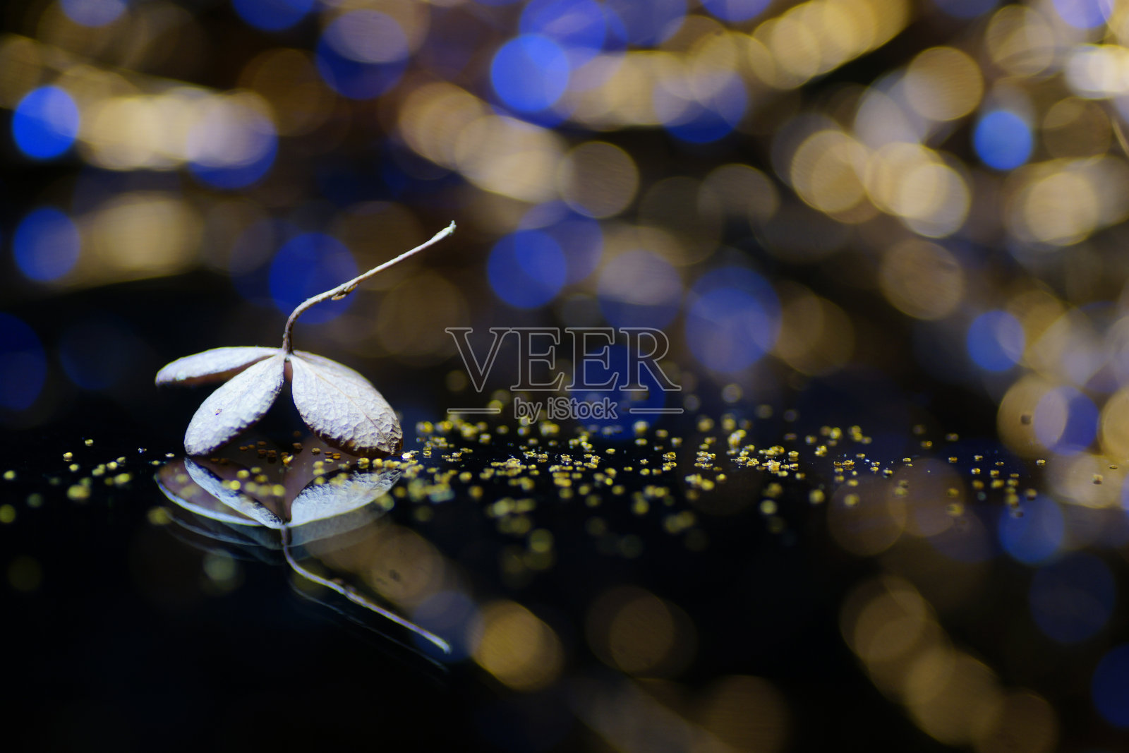 干燥的绣球花花照片摄影图片