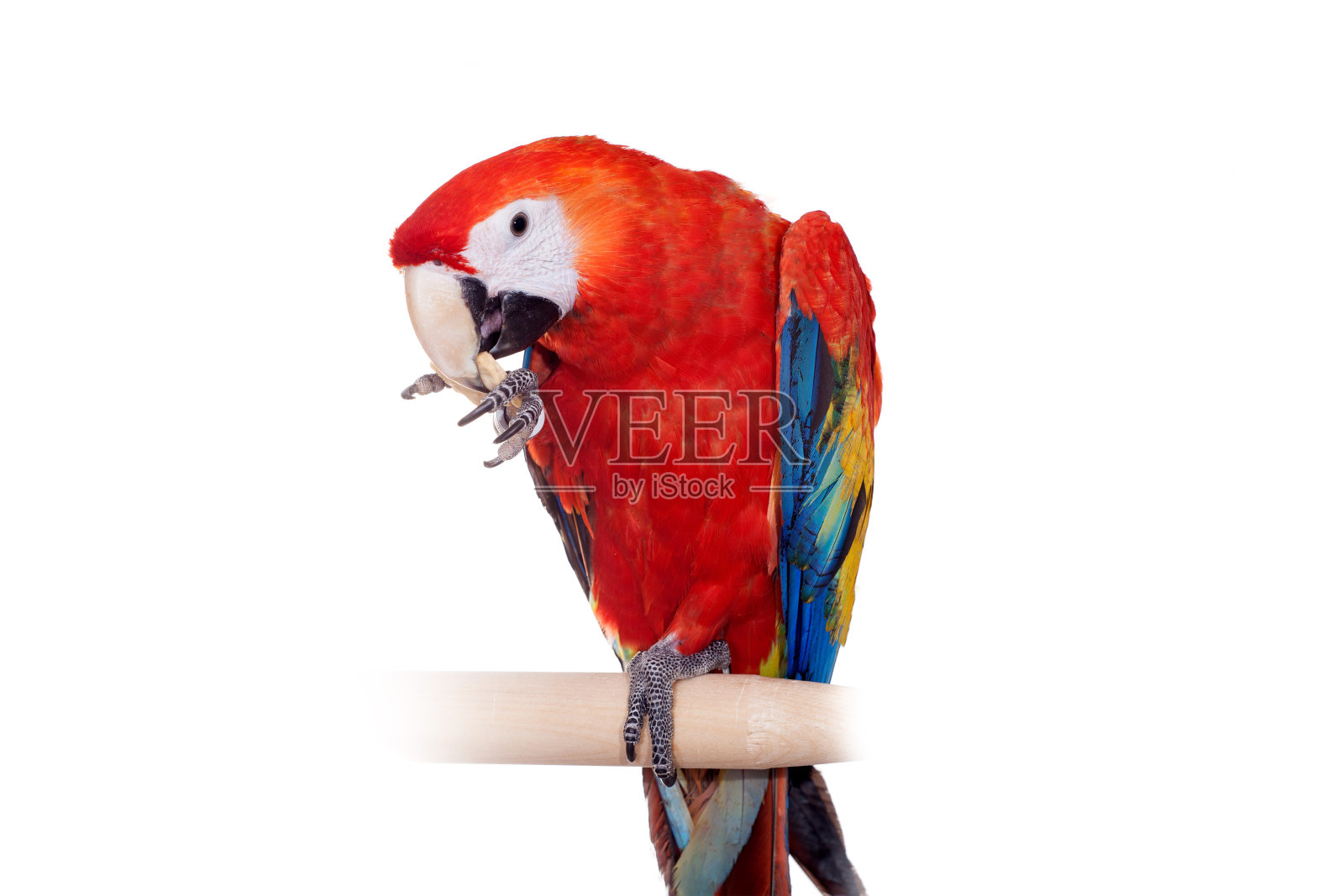 白色背景上的猩红色金刚鹦鹉照片摄影图片