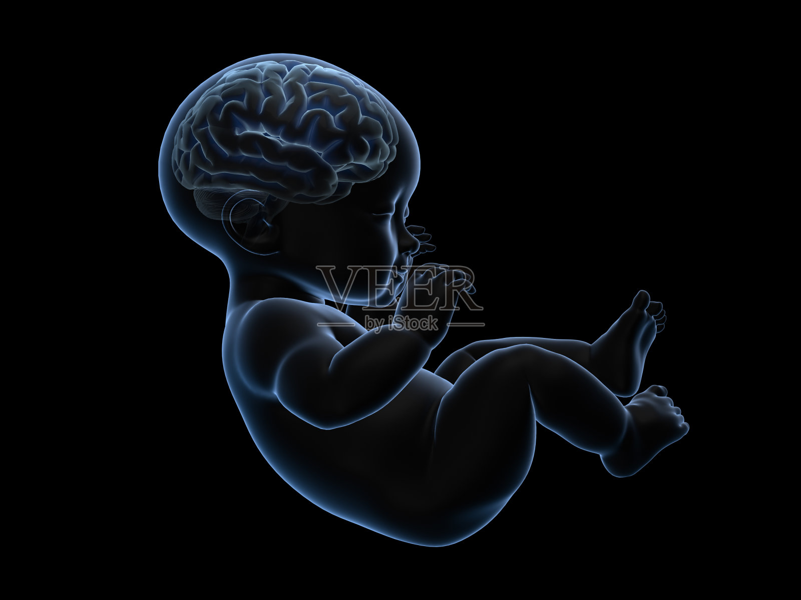 婴儿大脑内部的3d渲染x射线。照片摄影图片