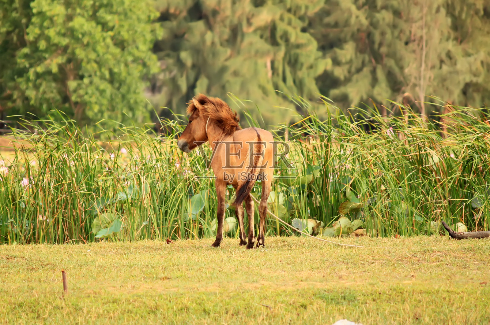 马照片摄影图片