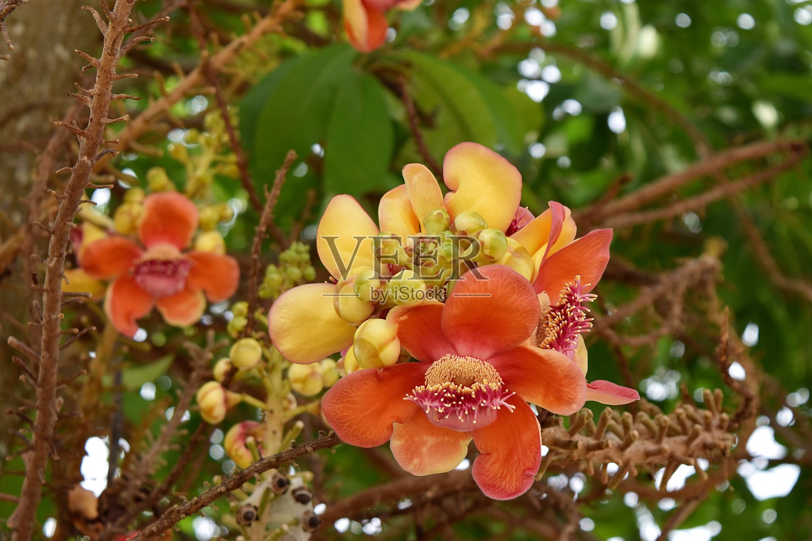 两朵罗布斯塔花照片摄影图片