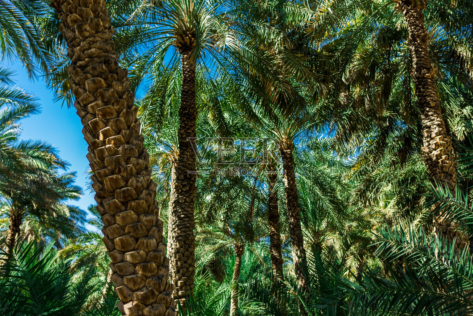 蓝天下的椰枣枝。照片摄影图片
