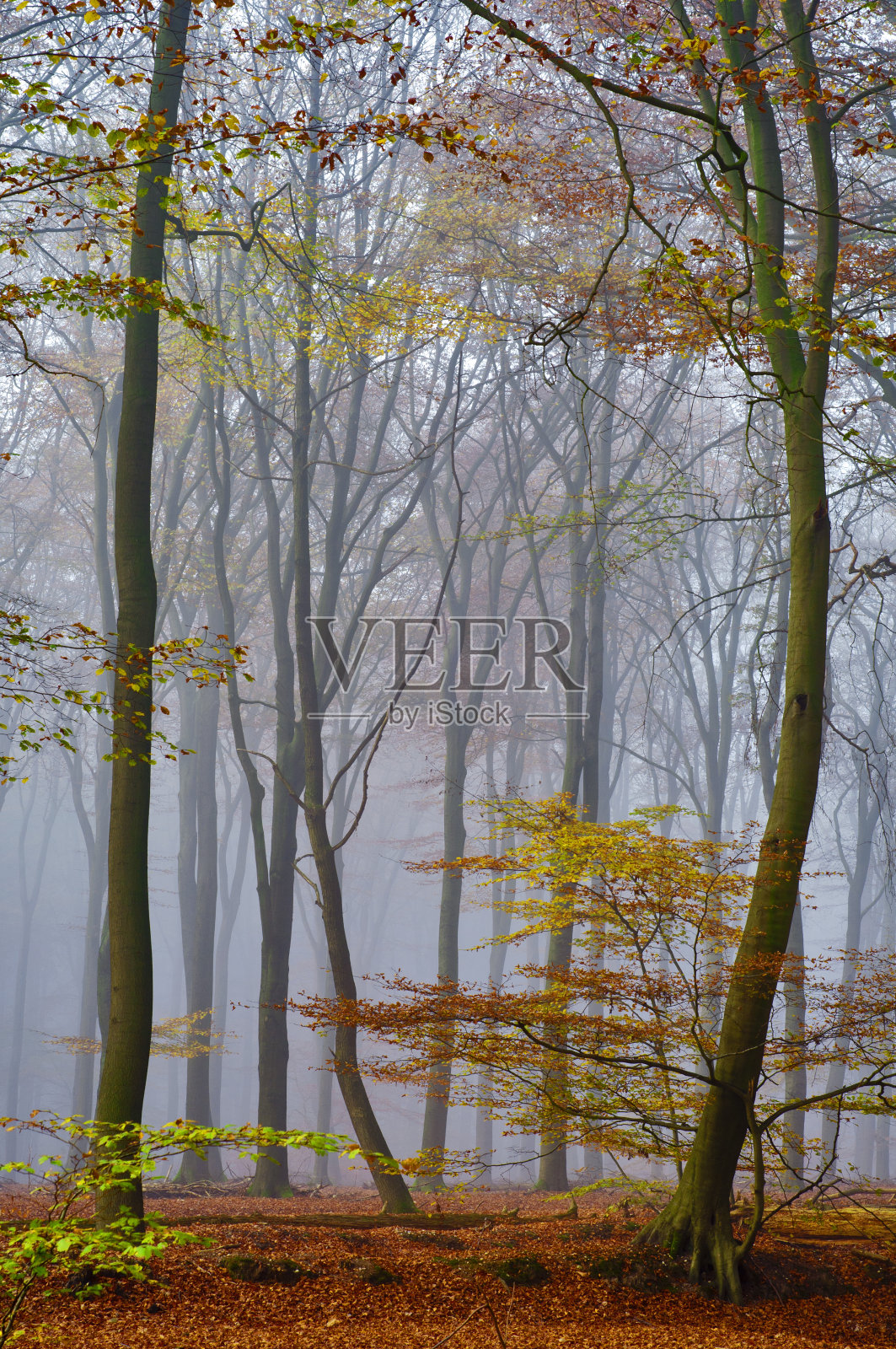 秋天的森林照片摄影图片