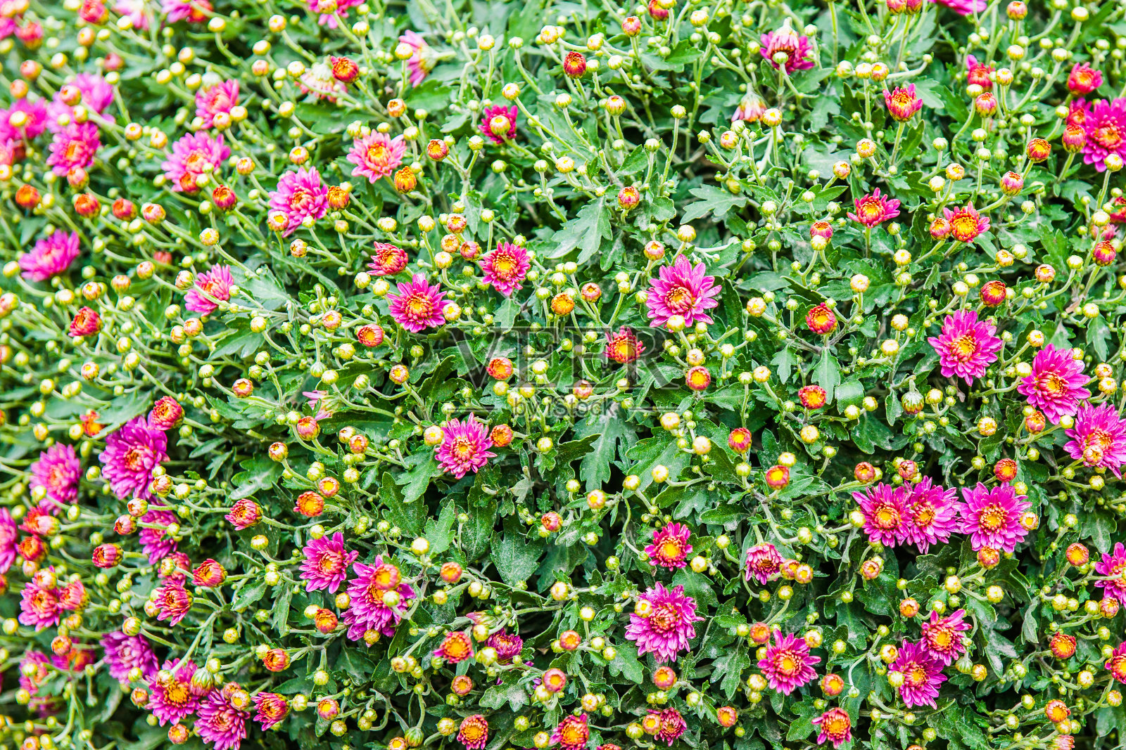 紫色的花和绿色的叶子照片摄影图片