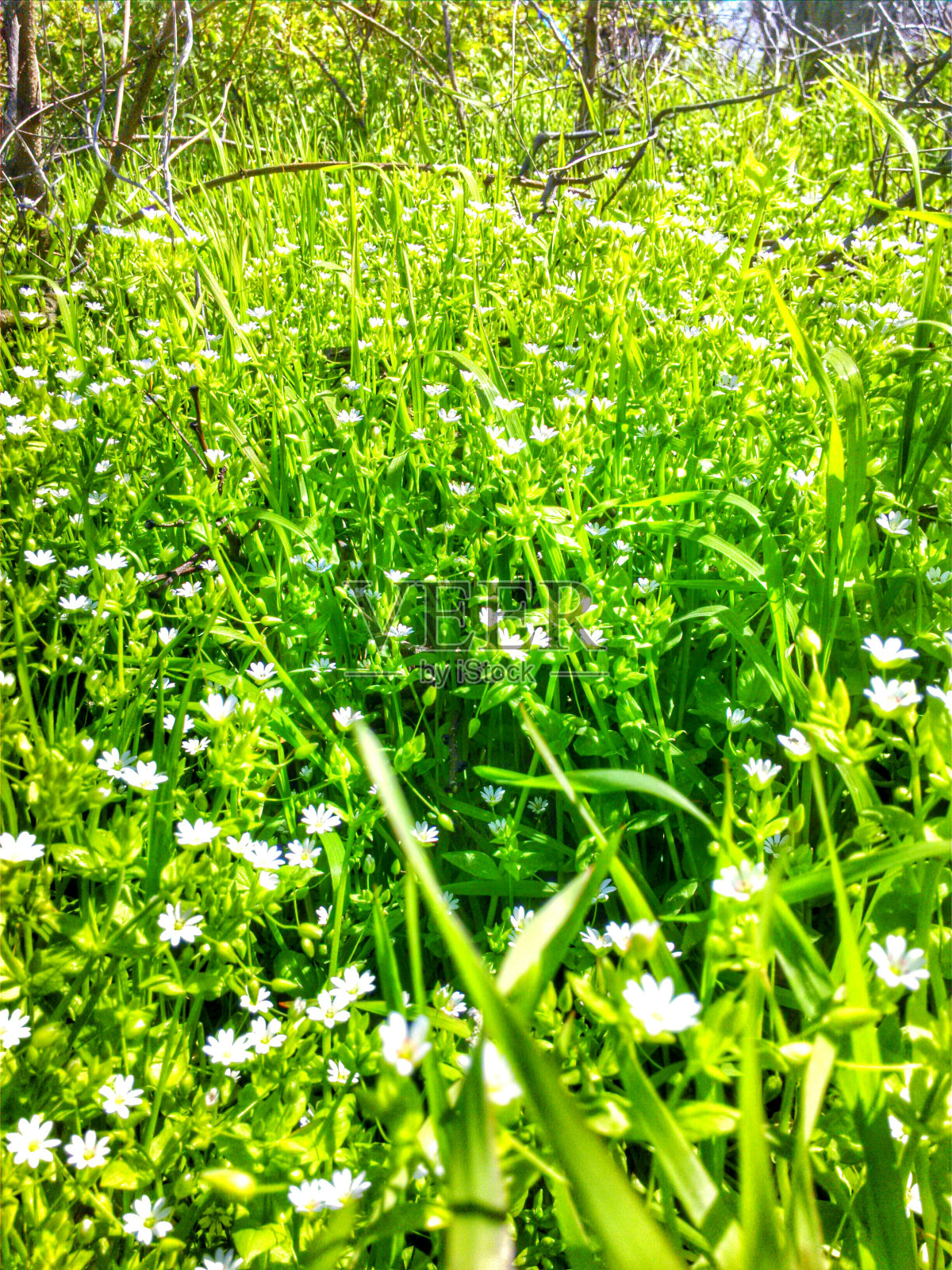 蒲公英。照片摄影图片