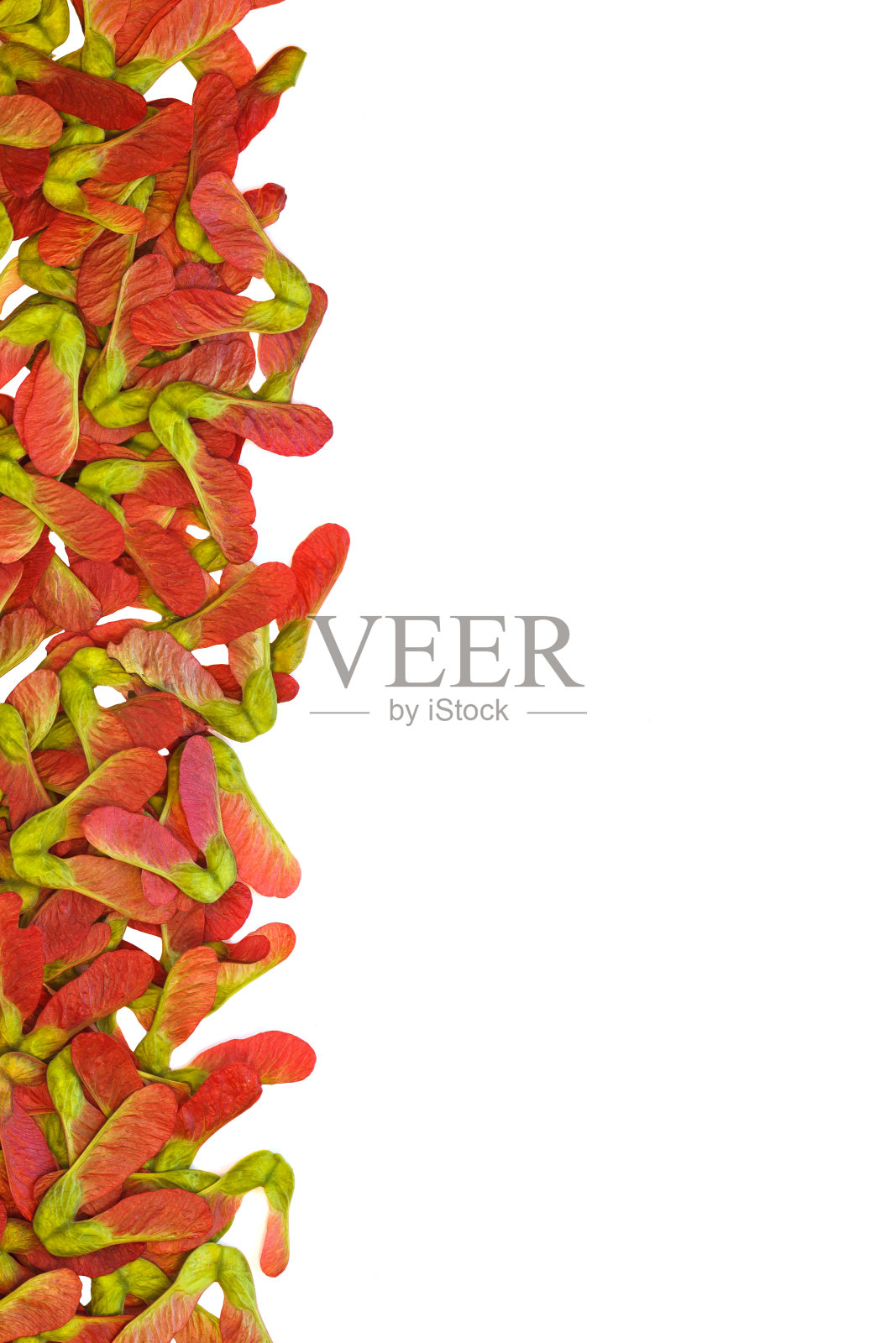 红色的枫树种子孤立在白色的背景照片摄影图片