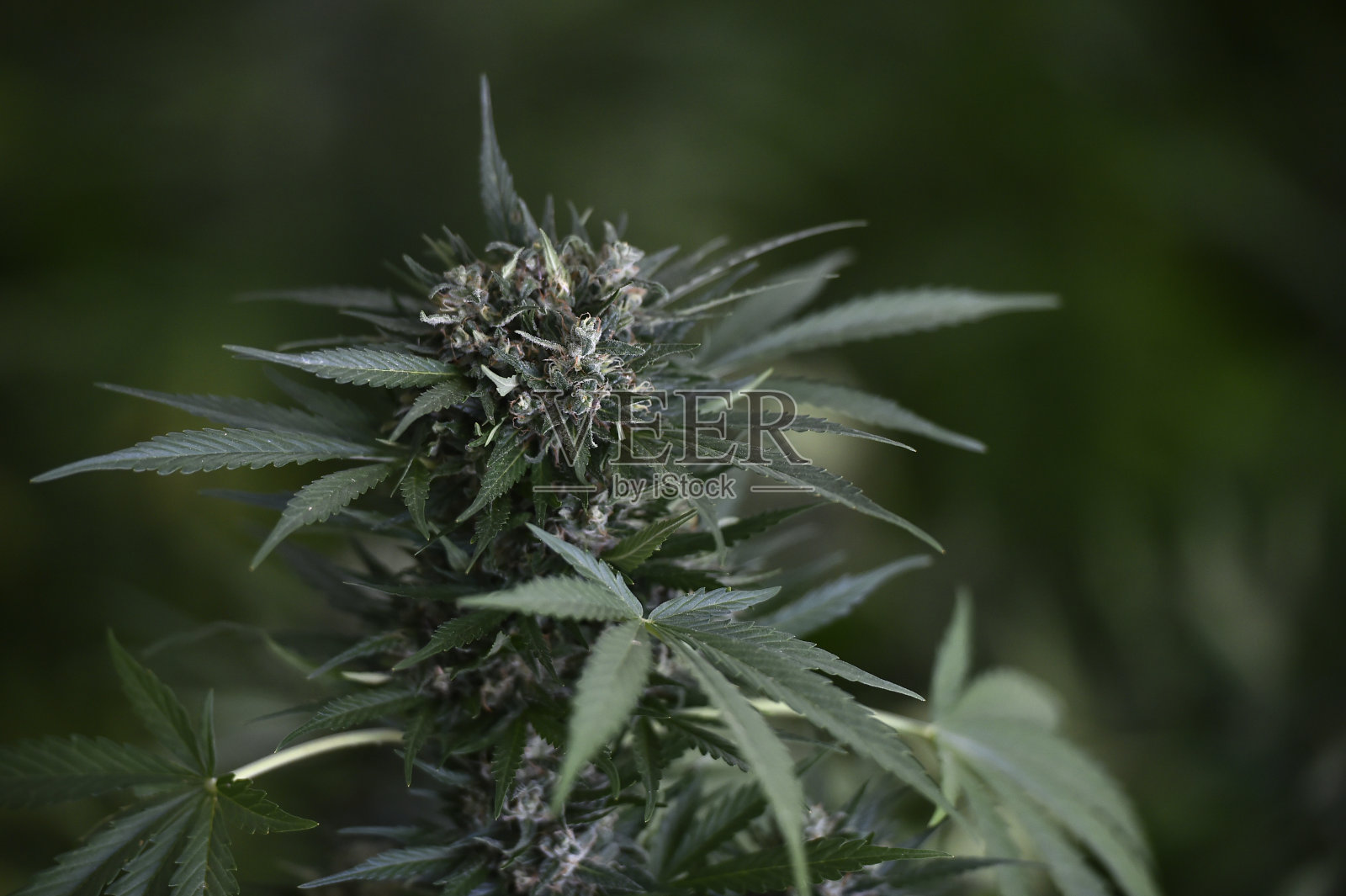 大麻照片摄影图片